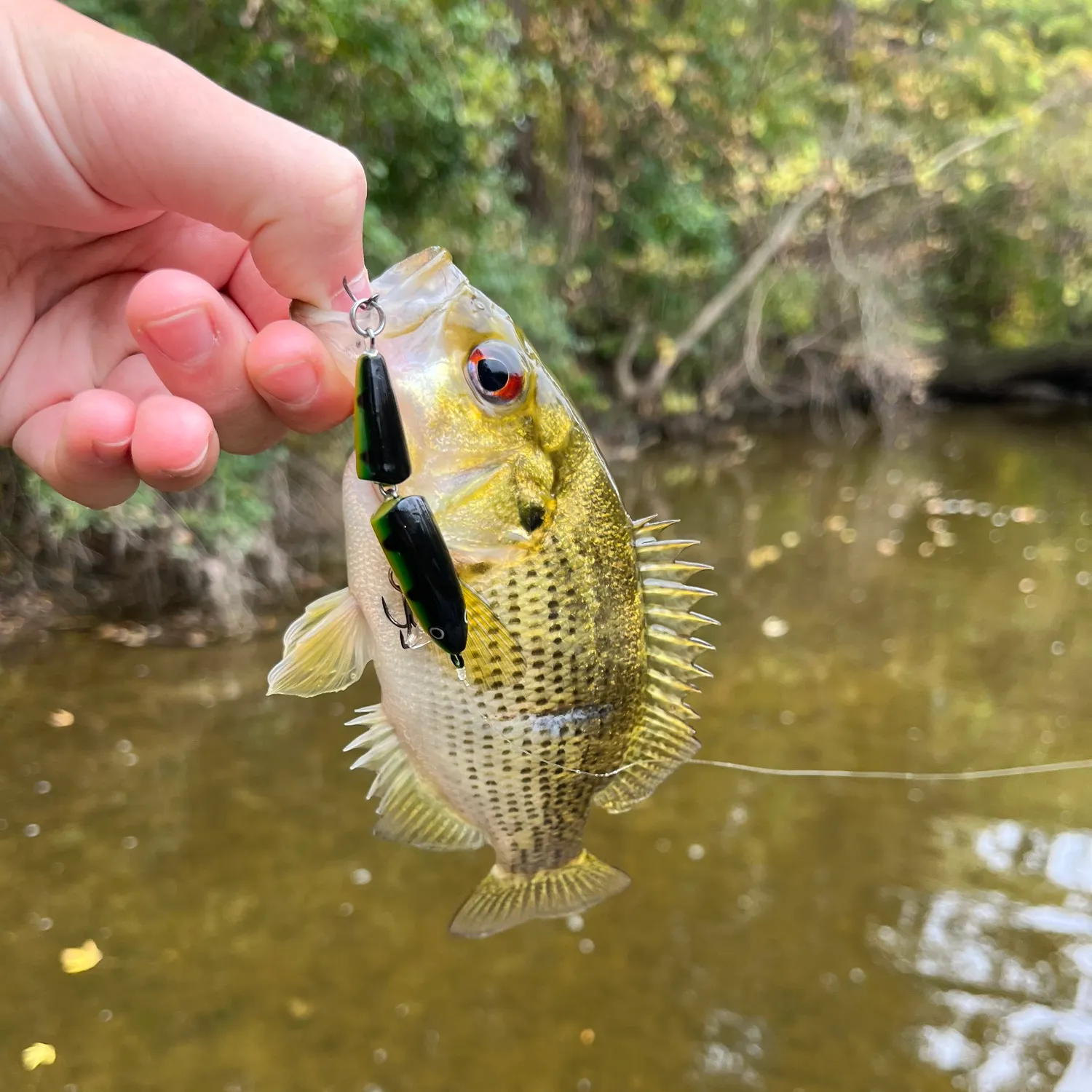 Rock bass caught on Fishbrain