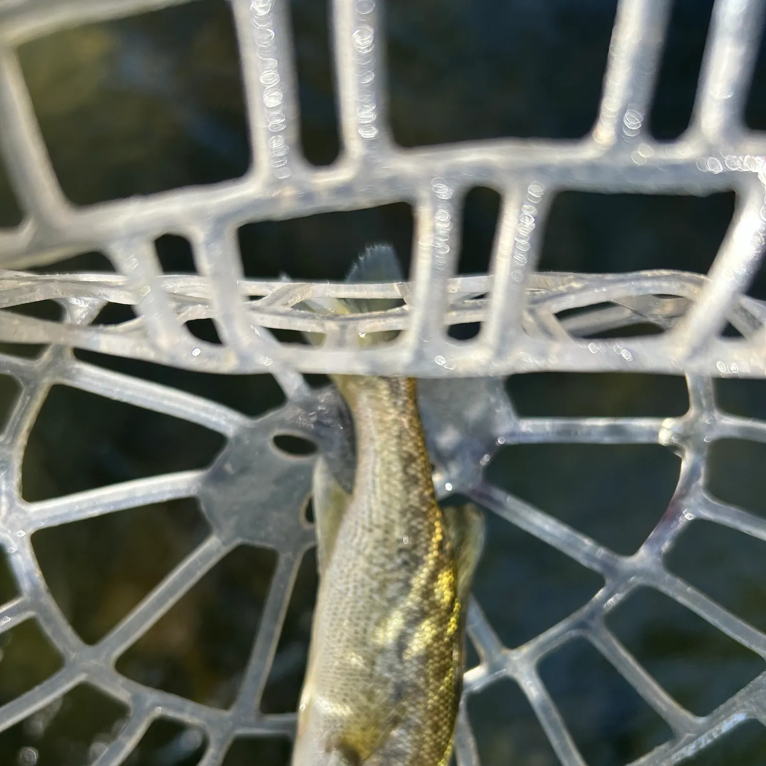 Spotted bass caught on Fishbrain