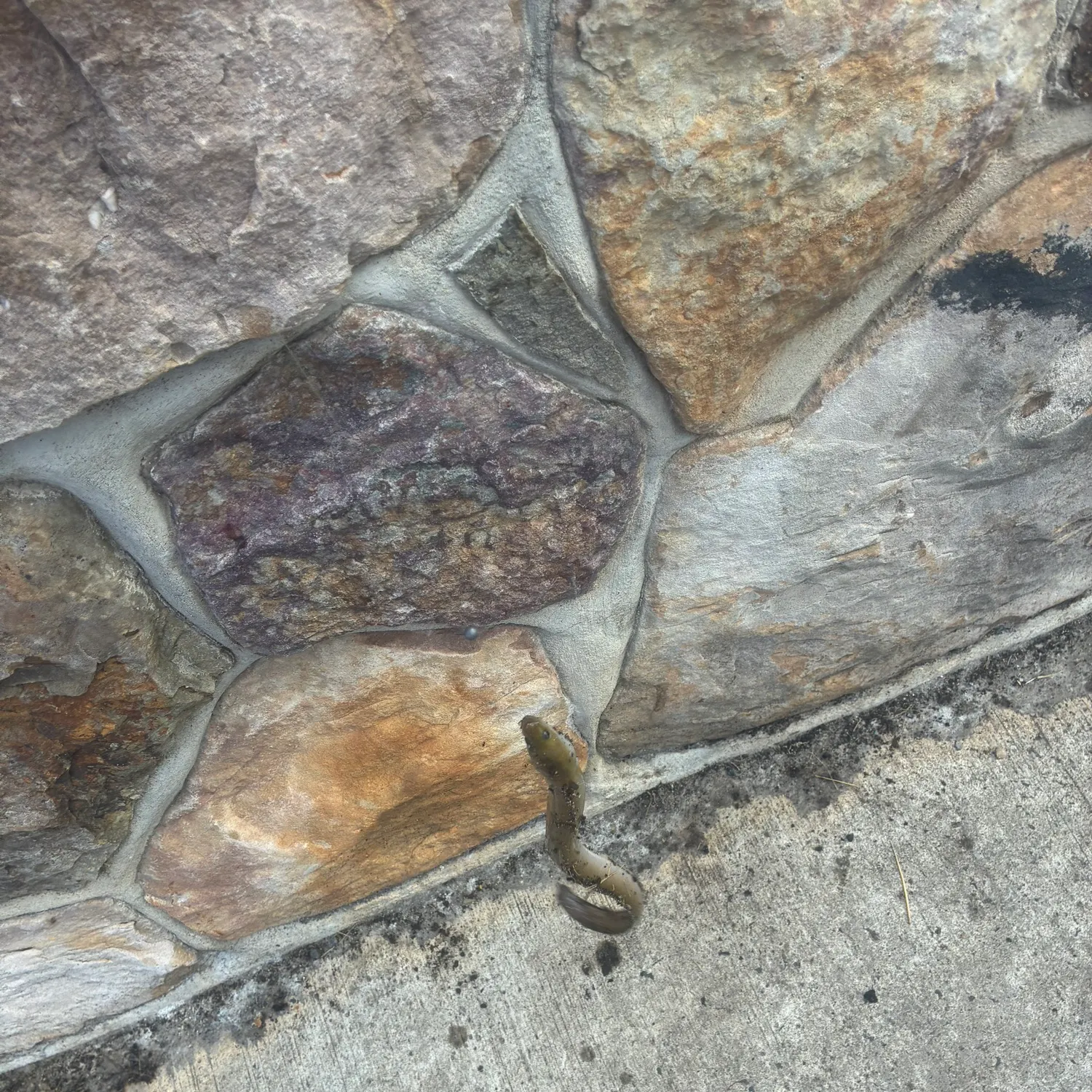 The most recent American eel catches on Fishbrain