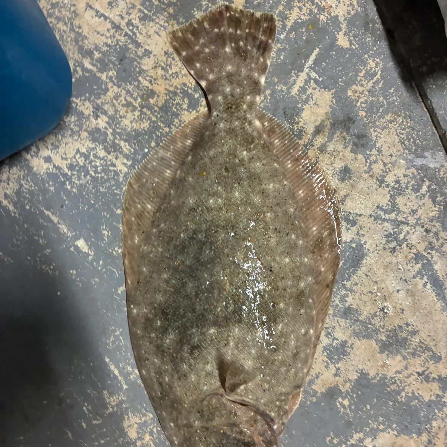 The most recent Southern flounder catches on Fishbrain