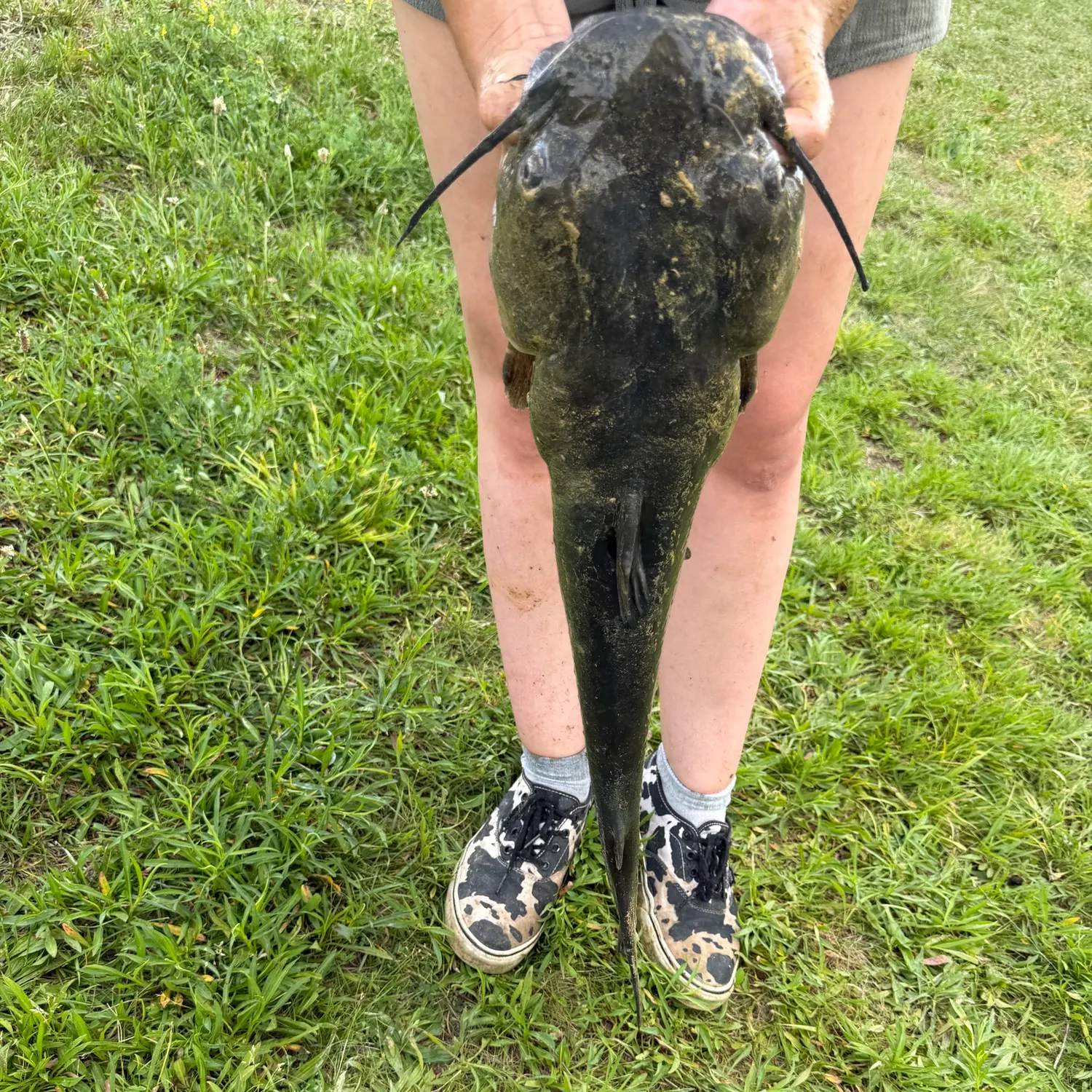 The most recent Dusky flathead catches on Fishbrain