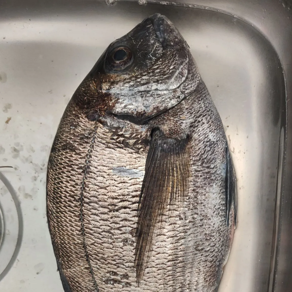 The most recent White seabream catches on Fishbrain
