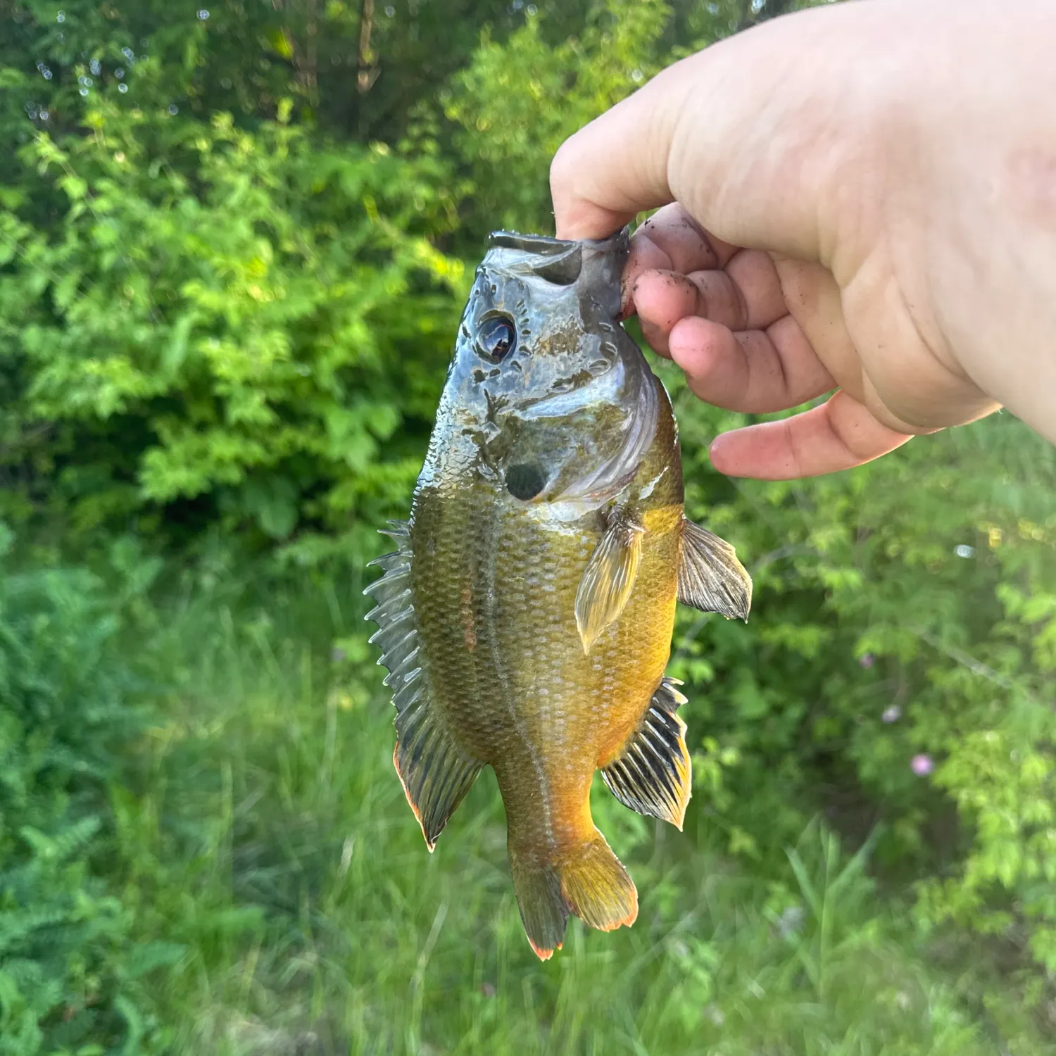 The most recent Green sunfish catches on Fishbrain