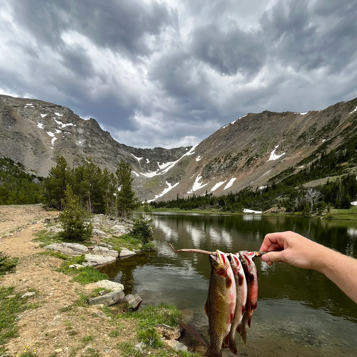 The most recent Cutthroat trout catches on Fishbrain