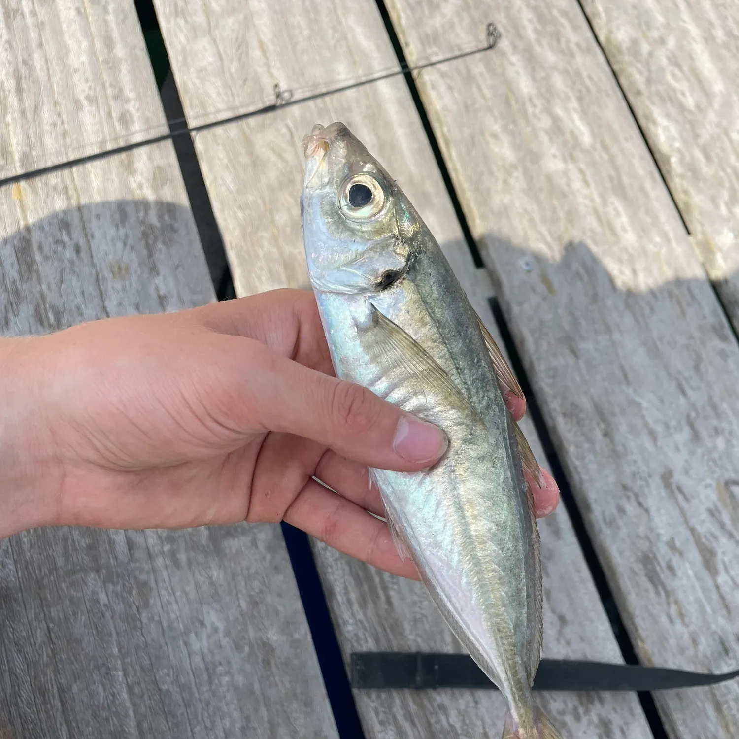 The most recent Atlantic horse mackerel catches on Fishbrain