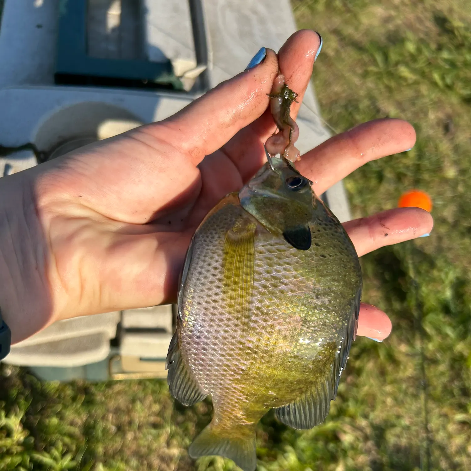 The most recent Bluegill catches on Fishbrain