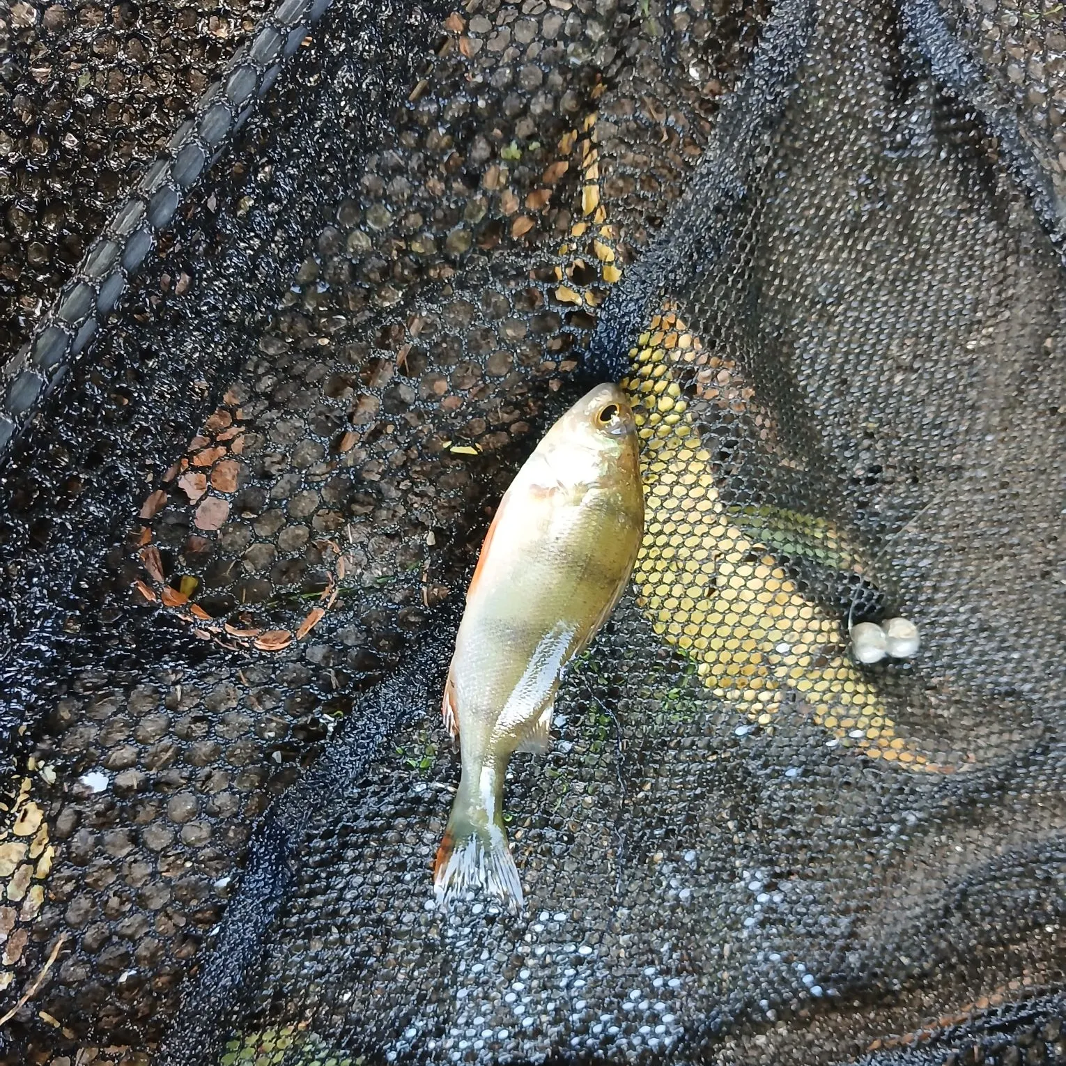 European perch caught on Fishbrain