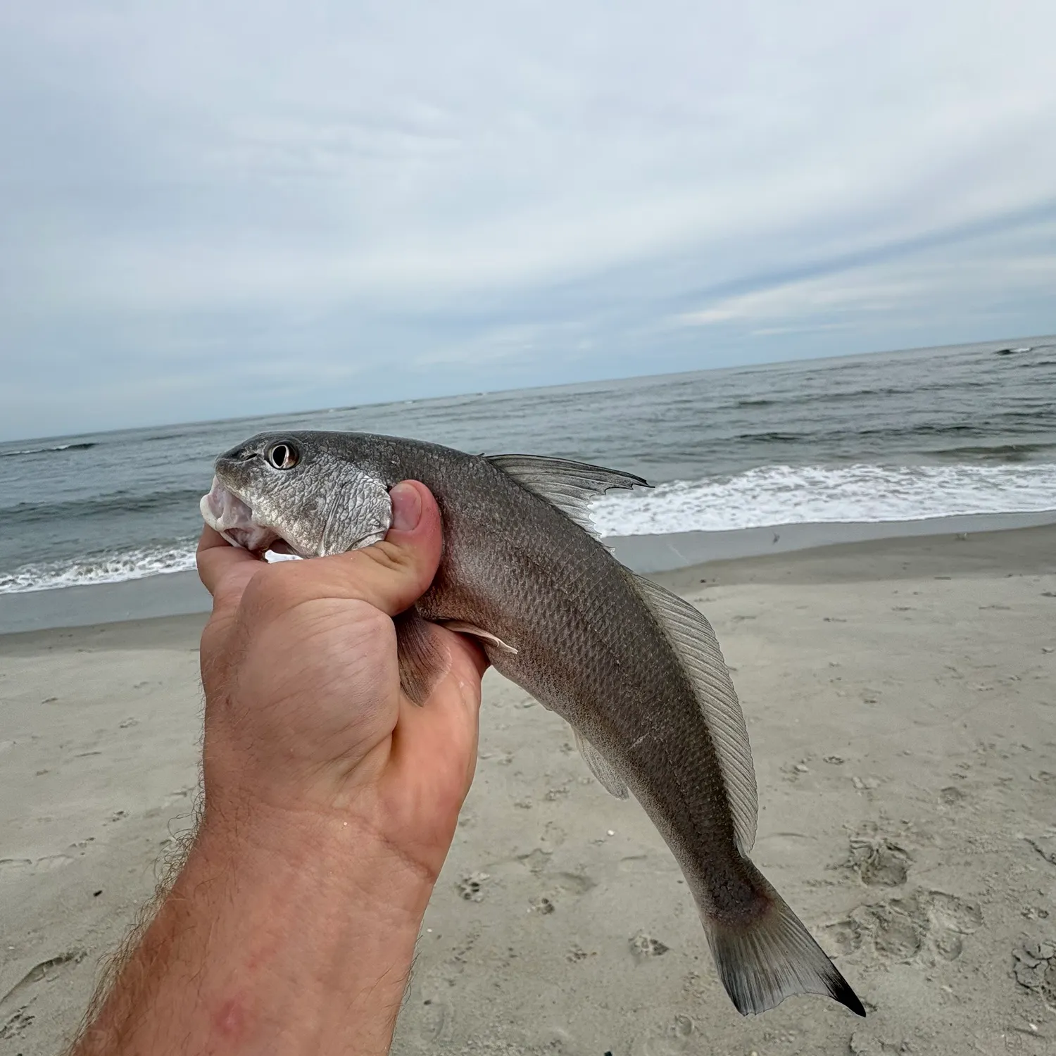 Gulf kingcroaker caught on Fishbrain