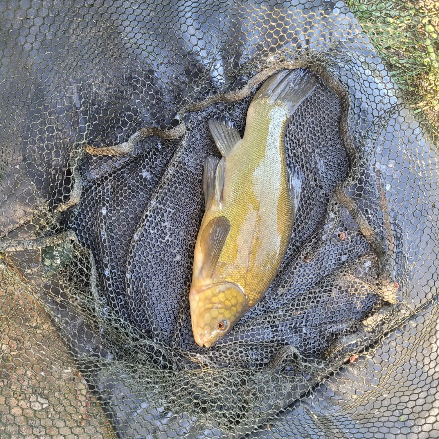 Tench caught on Fishbrain