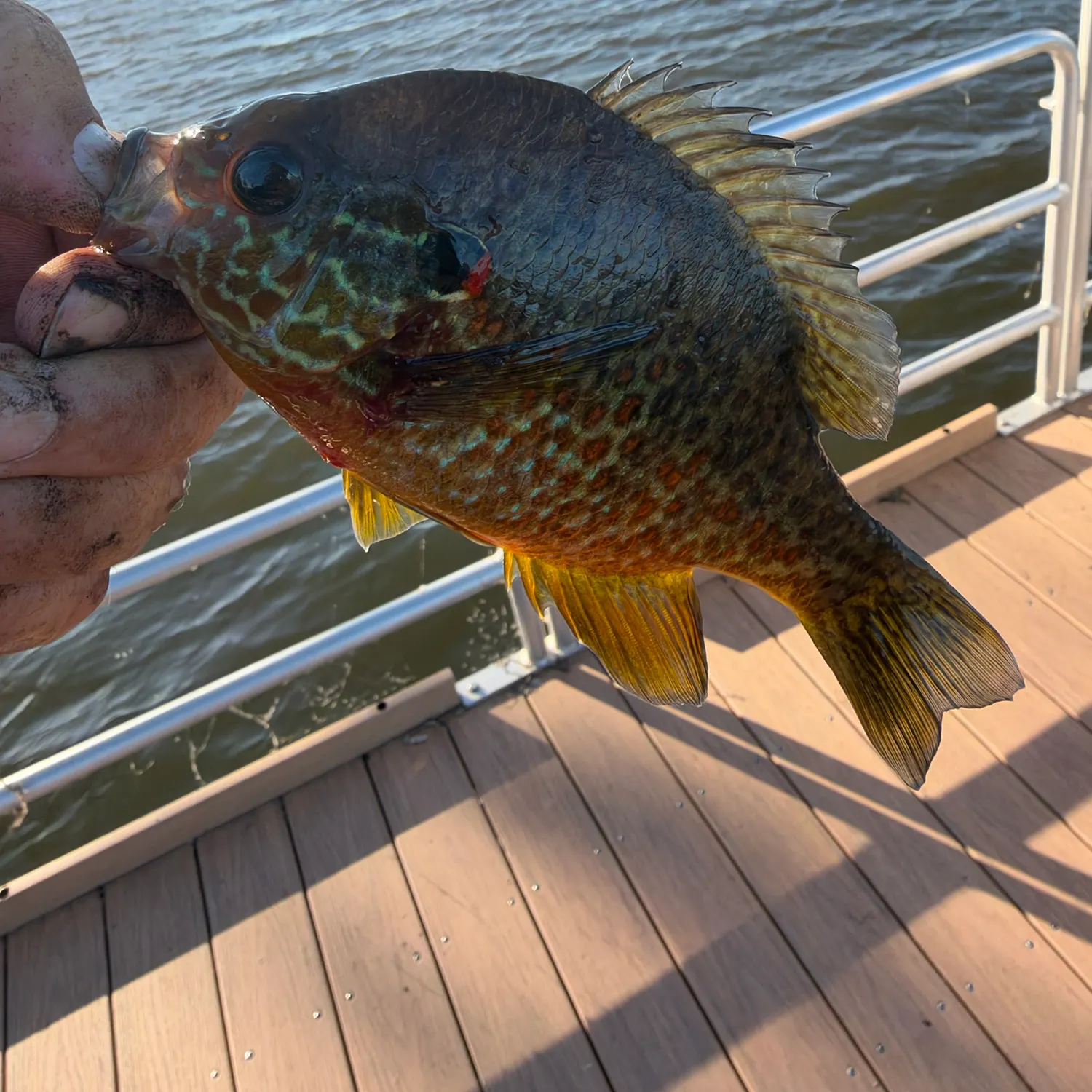 Pumpkinseed caught on Fishbrain