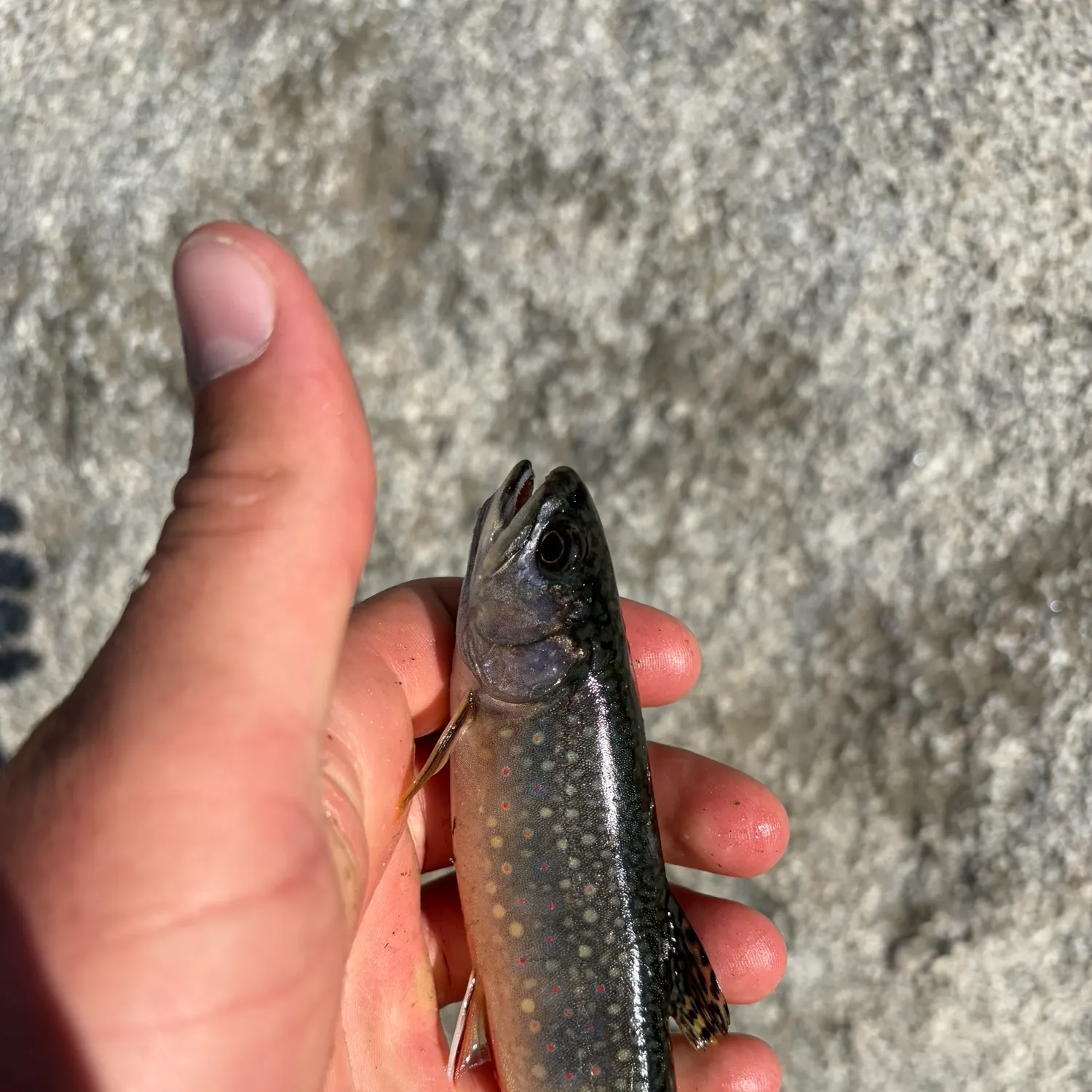 Brook trout caught on Fishbrain