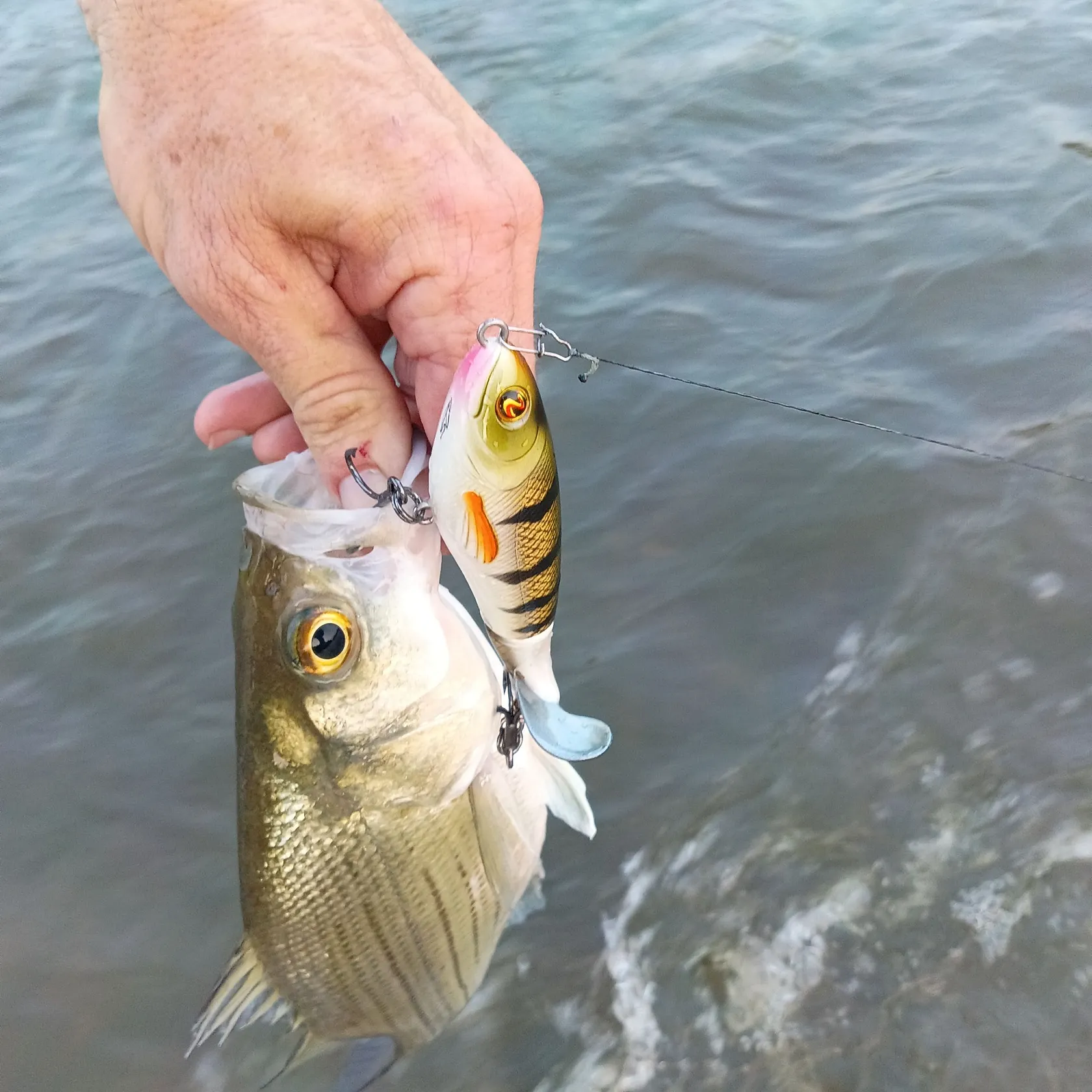 White bass caught on Fishbrain