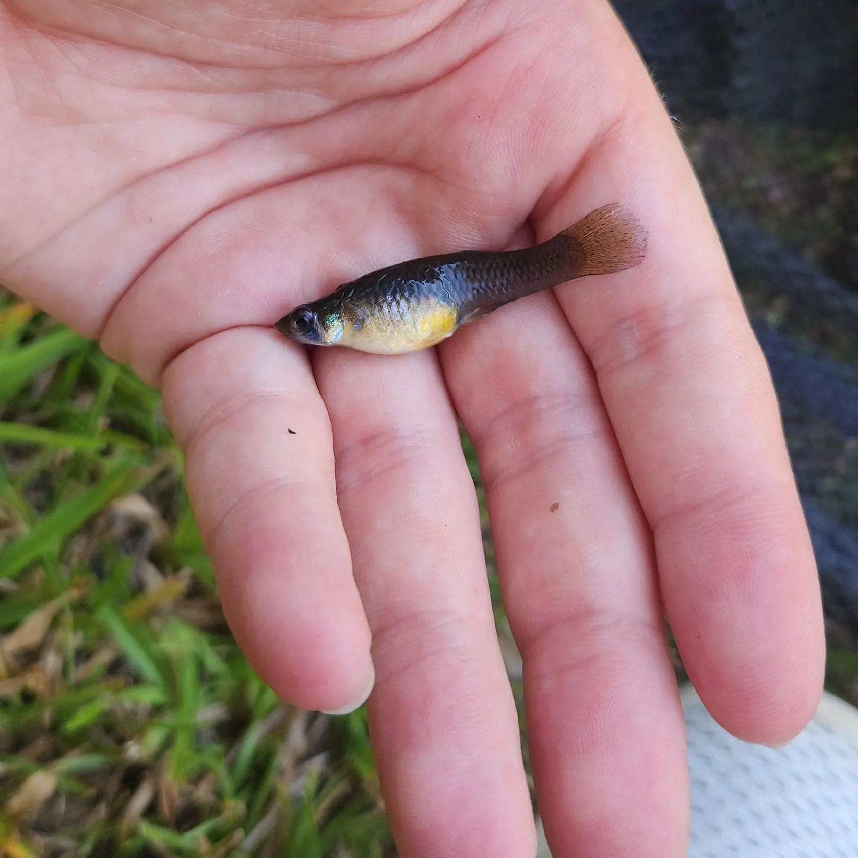 The most recent Western mosquitofish catches on Fishbrain
