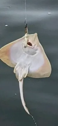 Southern stingray