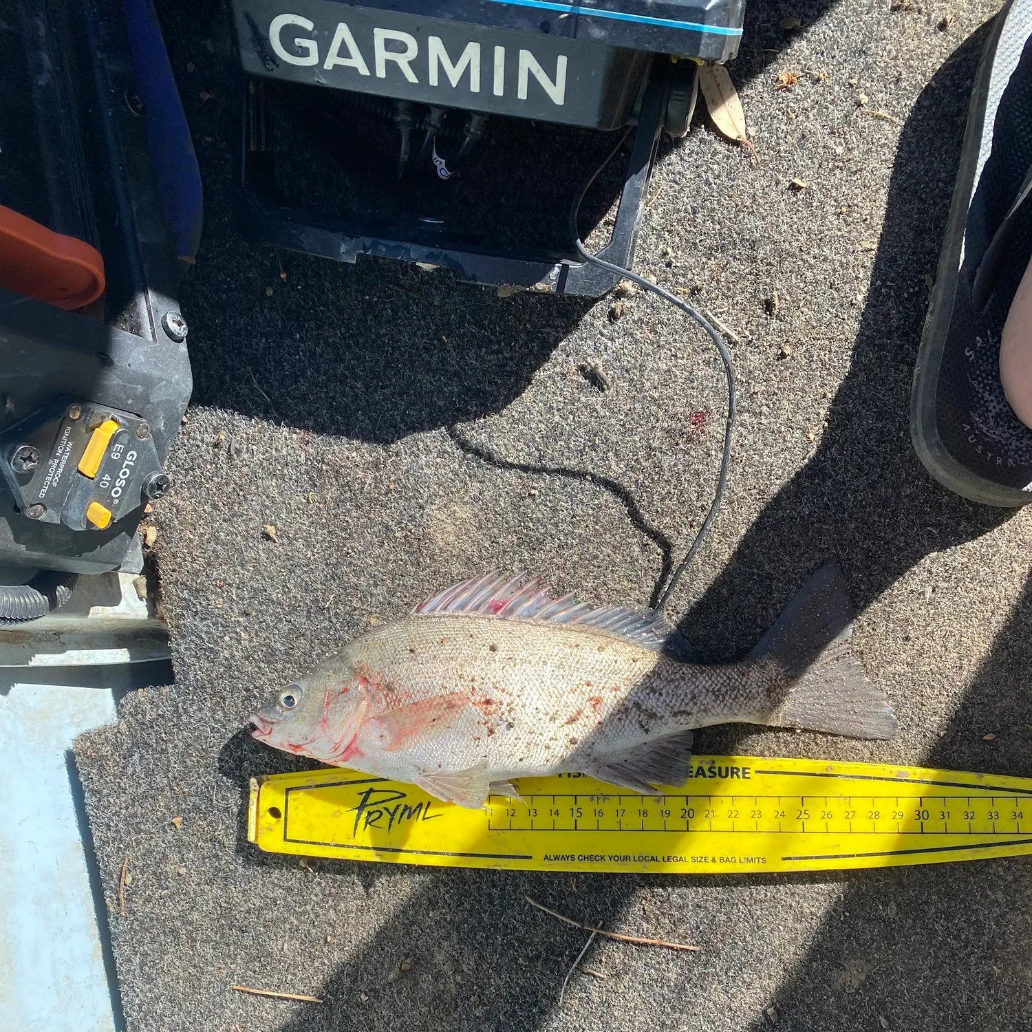 The most recent Bidyan perch catches on Fishbrain