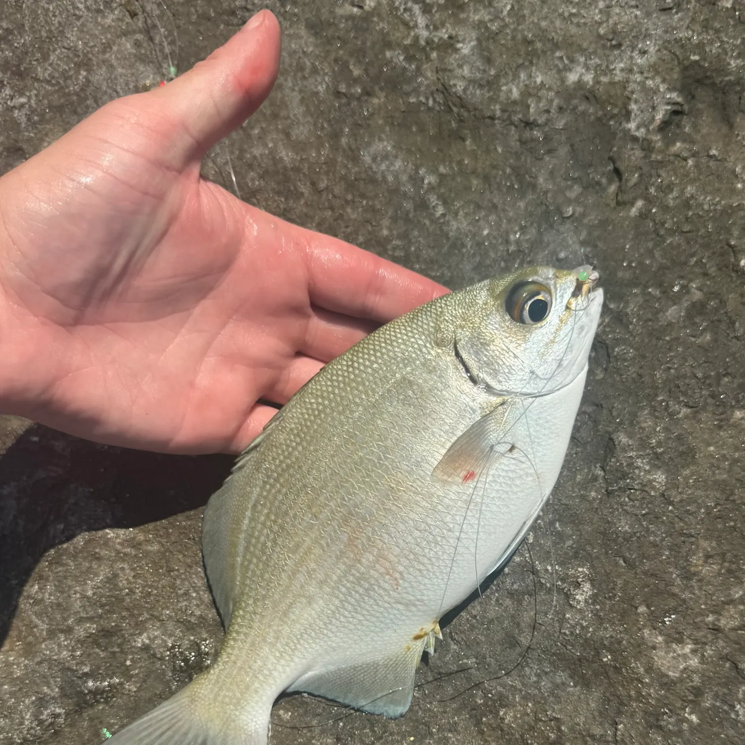 The most recent Bermuda sea chub catches on Fishbrain