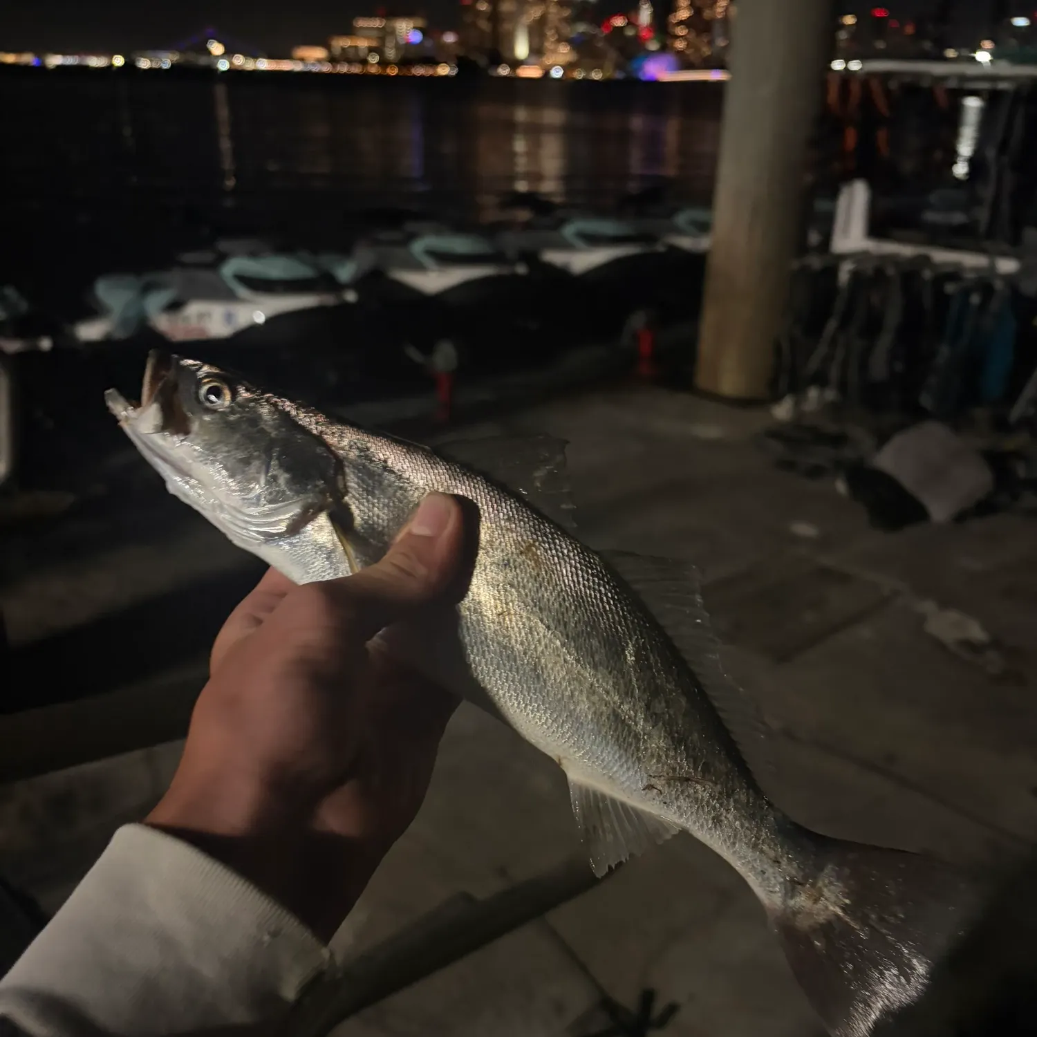 The most recent Shortfin corvina catches on Fishbrain