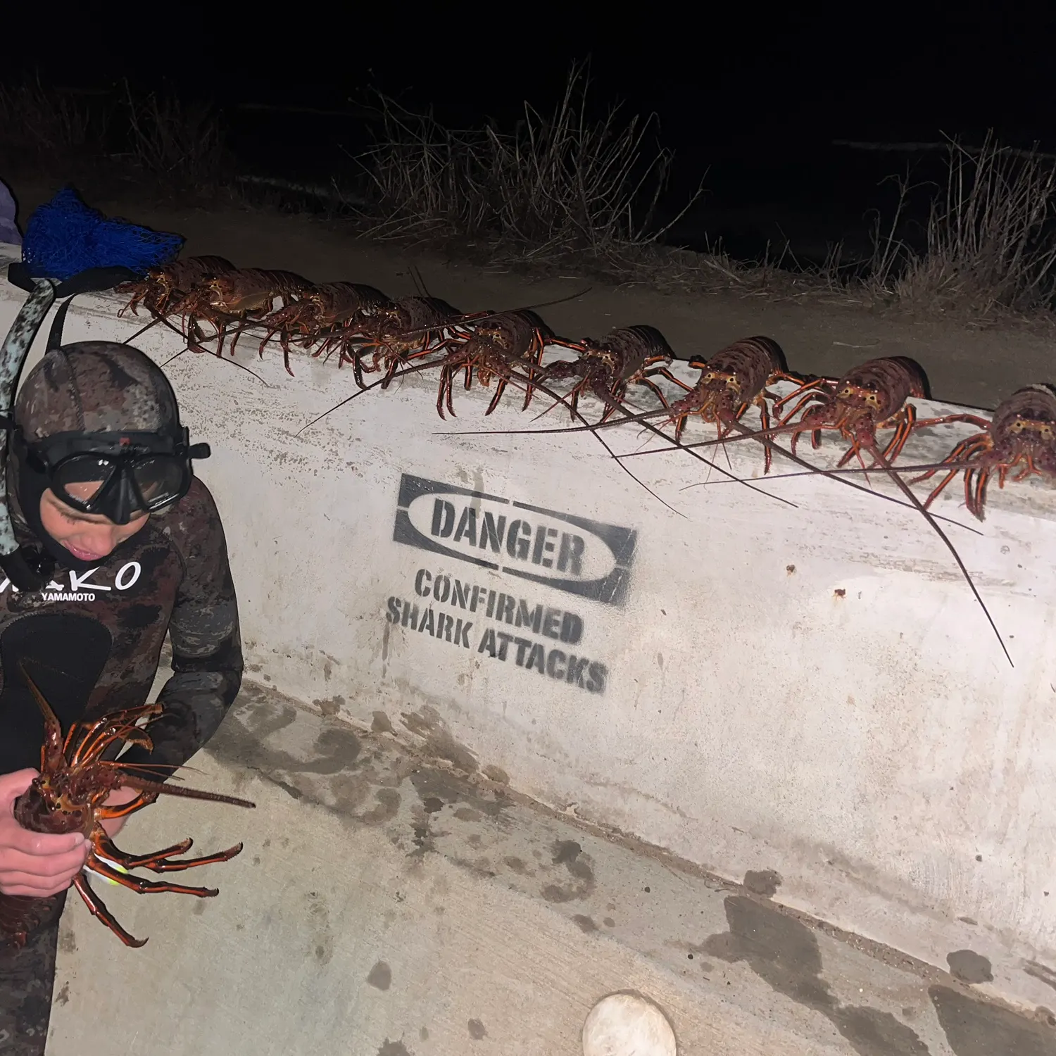 The most popular recent California spiny lobster catch on Fishbrain