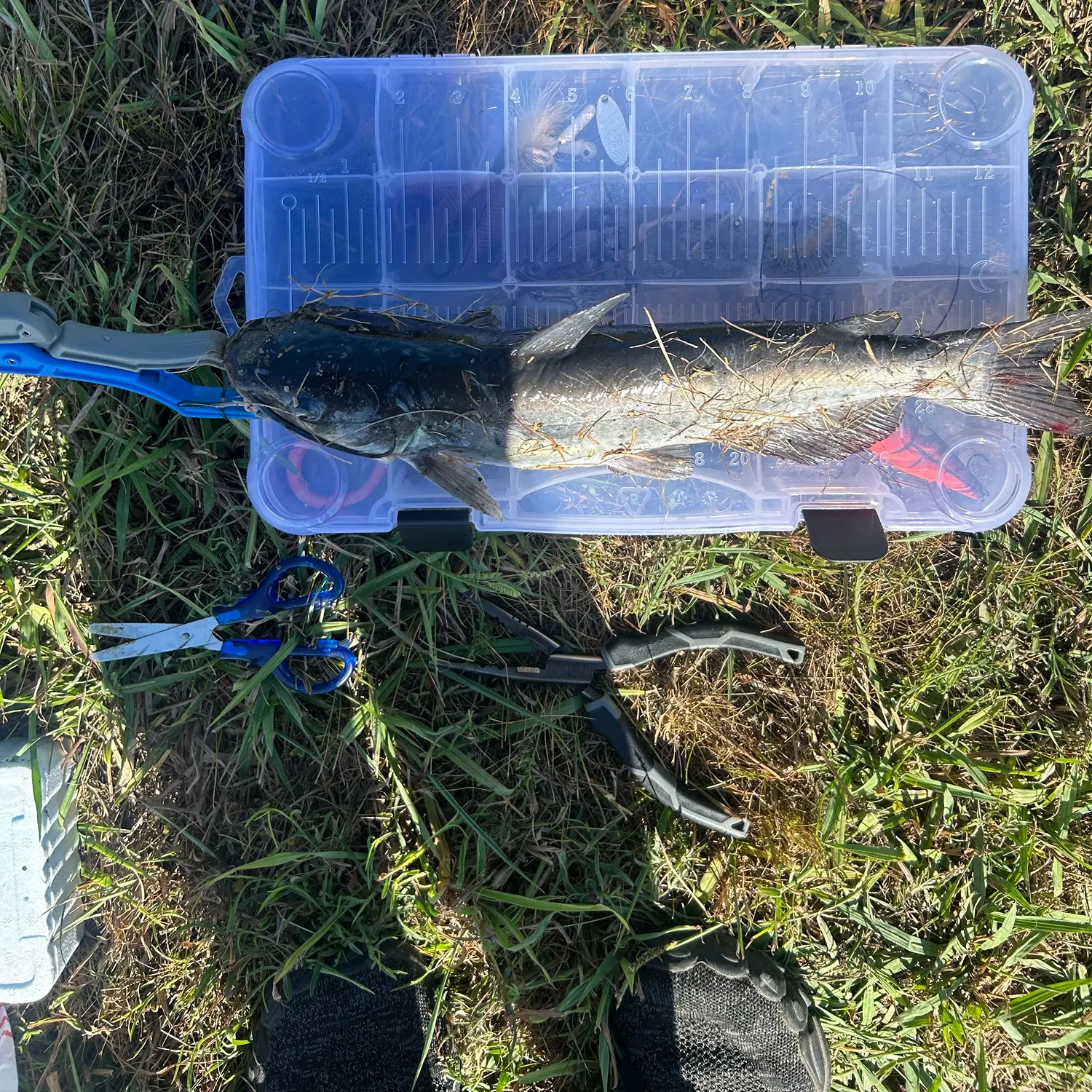 Channel catfish caught on Fishbrain