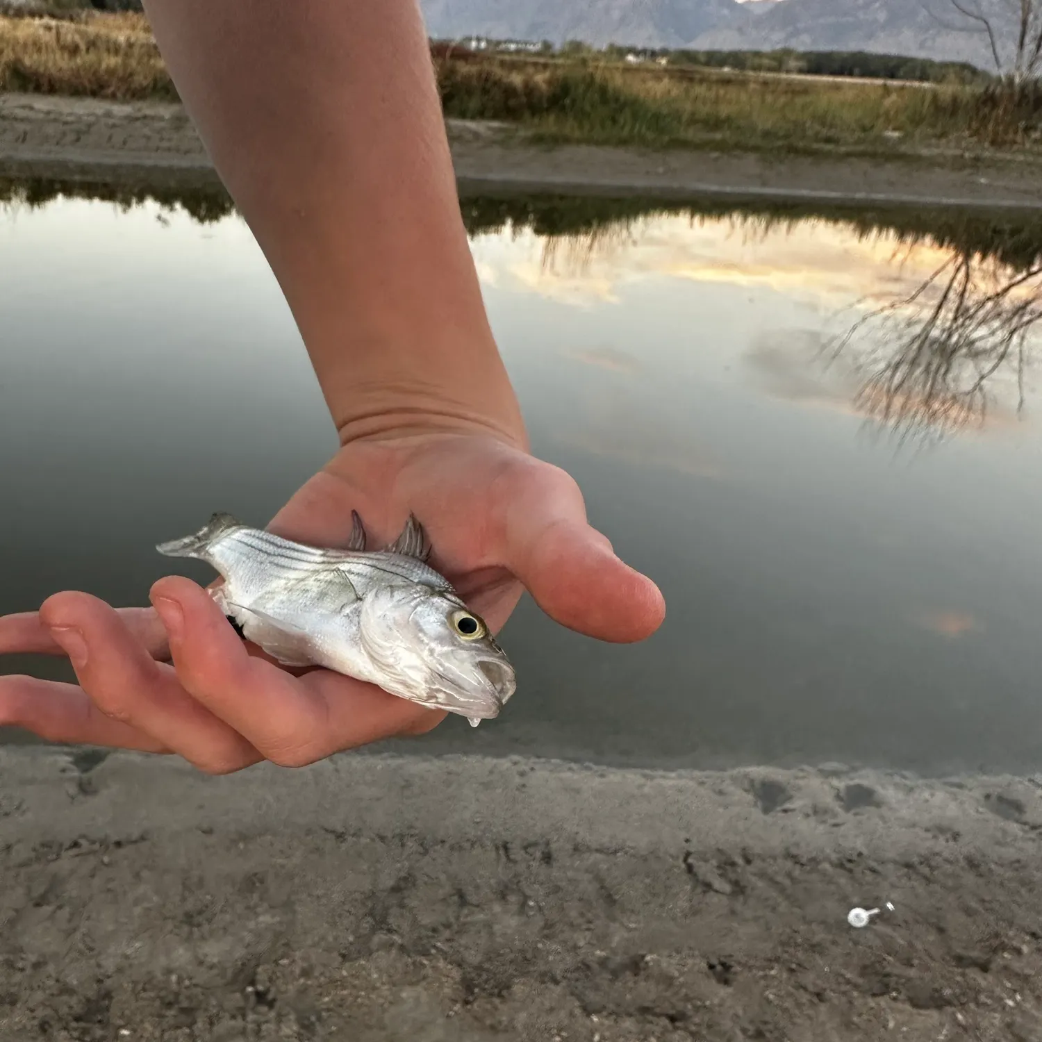 White bass caught on Fishbrain
