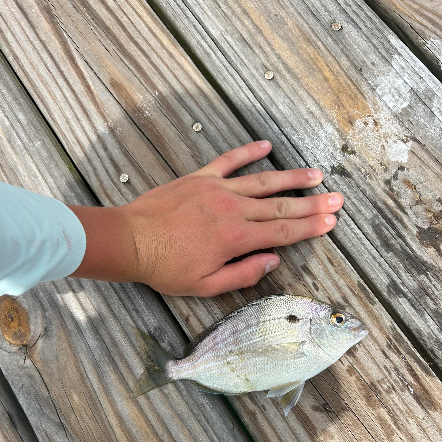 The most recent Pinfish catches on Fishbrain