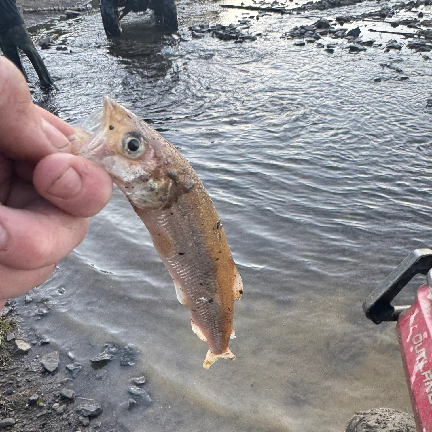 The most recent Atlantic rainbow smelt catches on Fishbrain