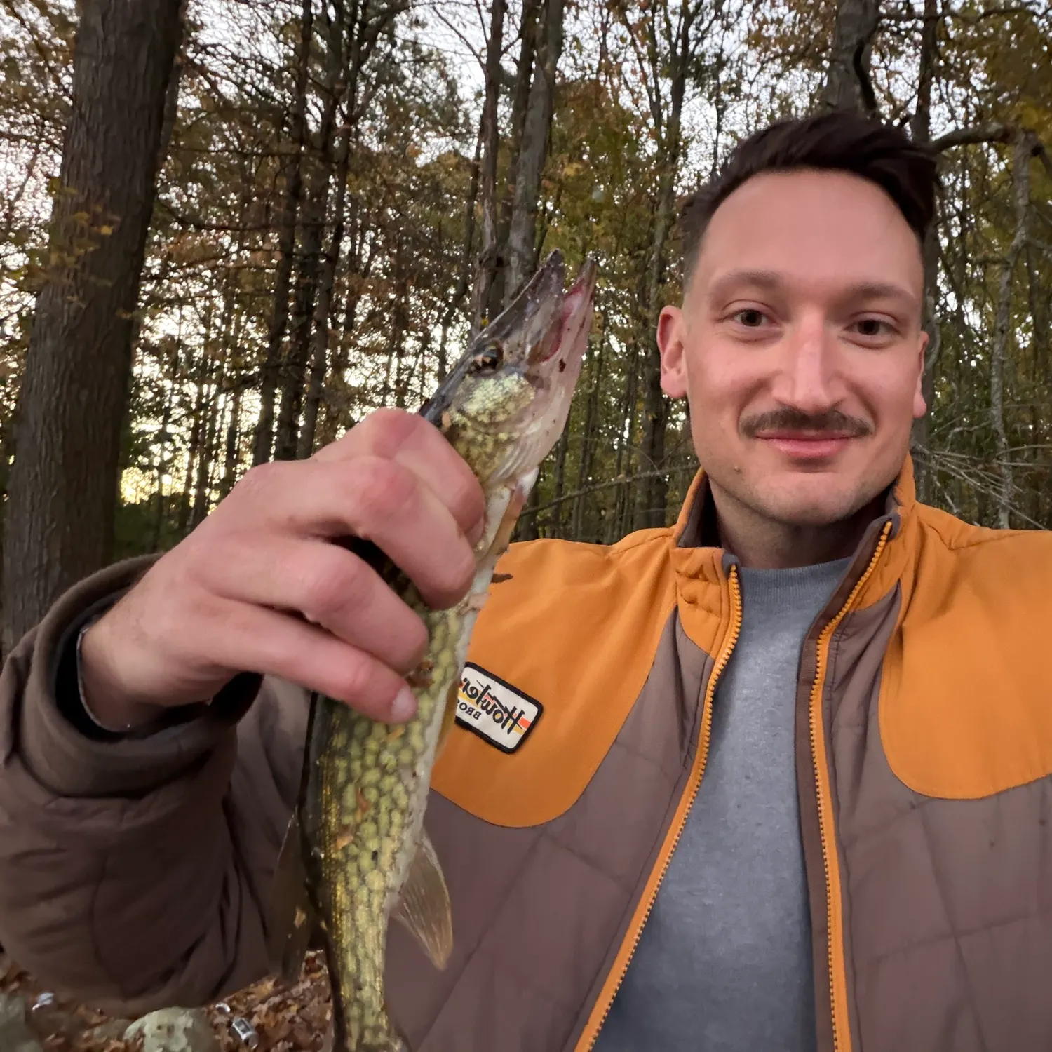 Chain pickerel caught on Fishbrain