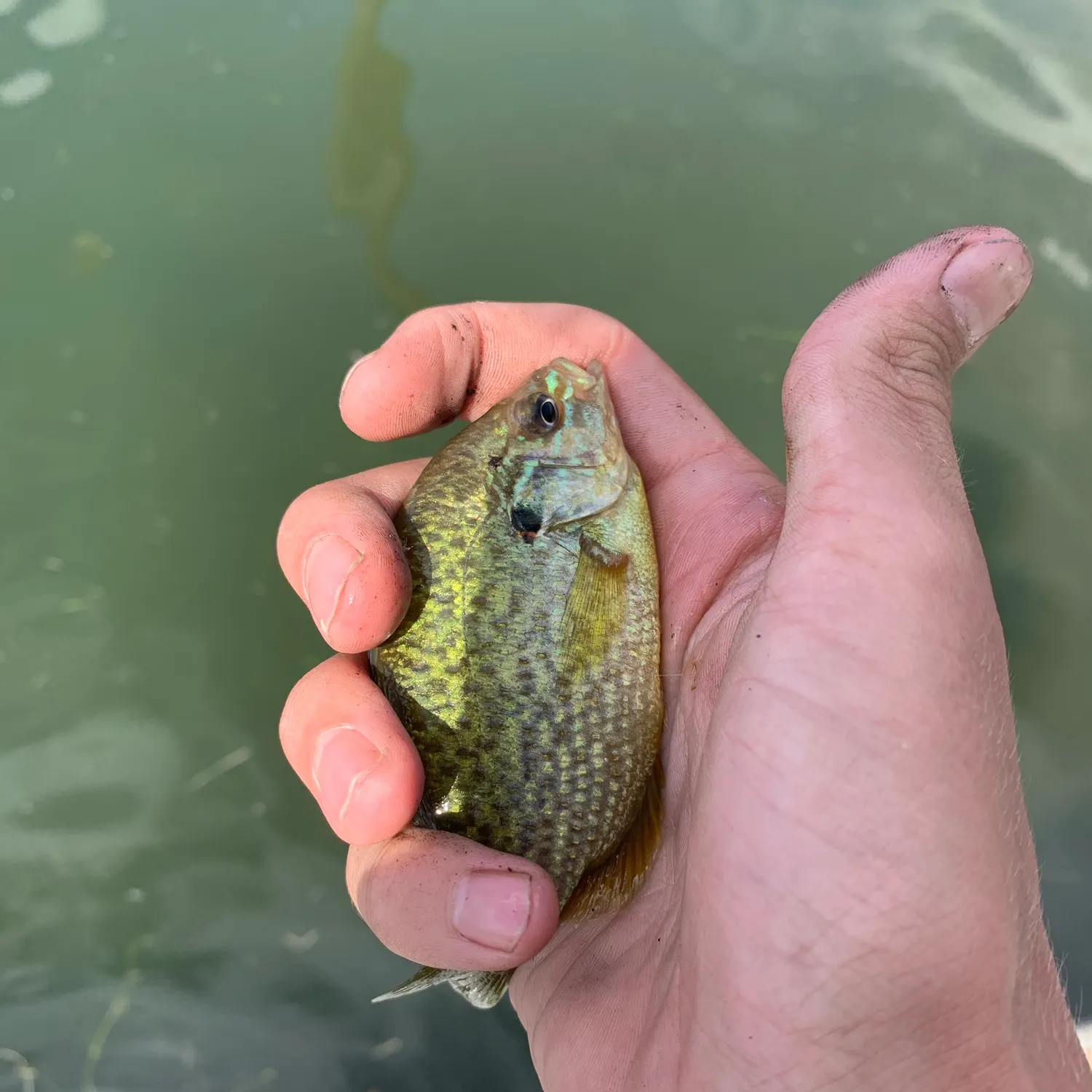 Greengill hybrid caught on Fishbrain