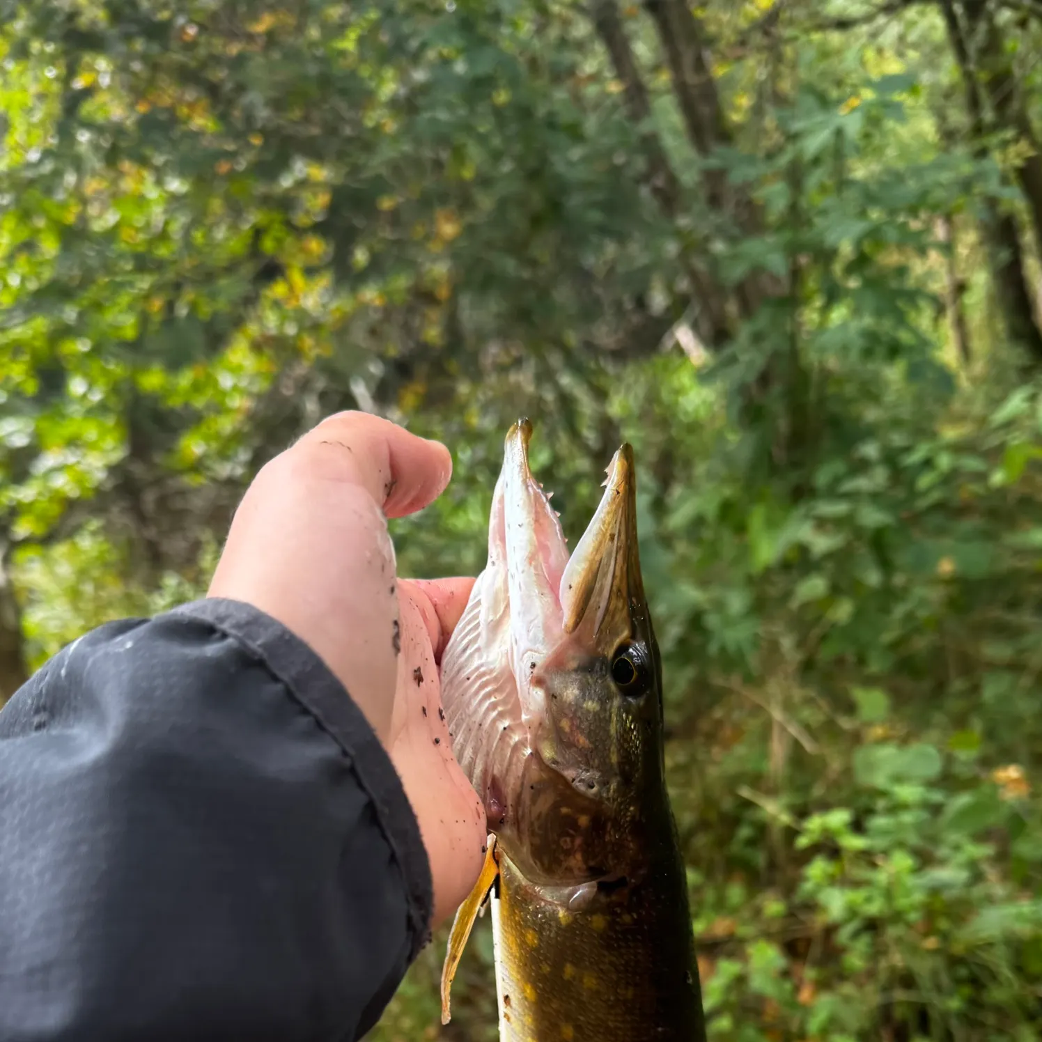 Northern pike caught on Fishbrain