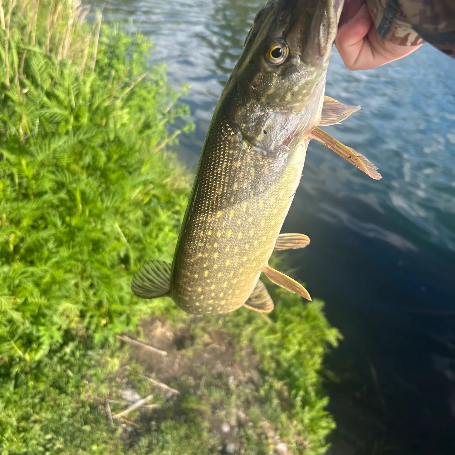 catch
