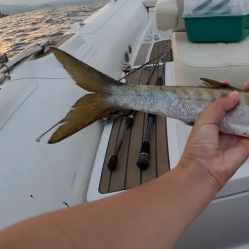 The most recent European barracuda catches on Fishbrain
