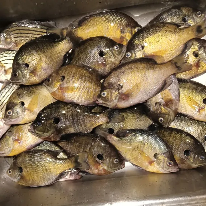 Bluegill caught on Fishbrain