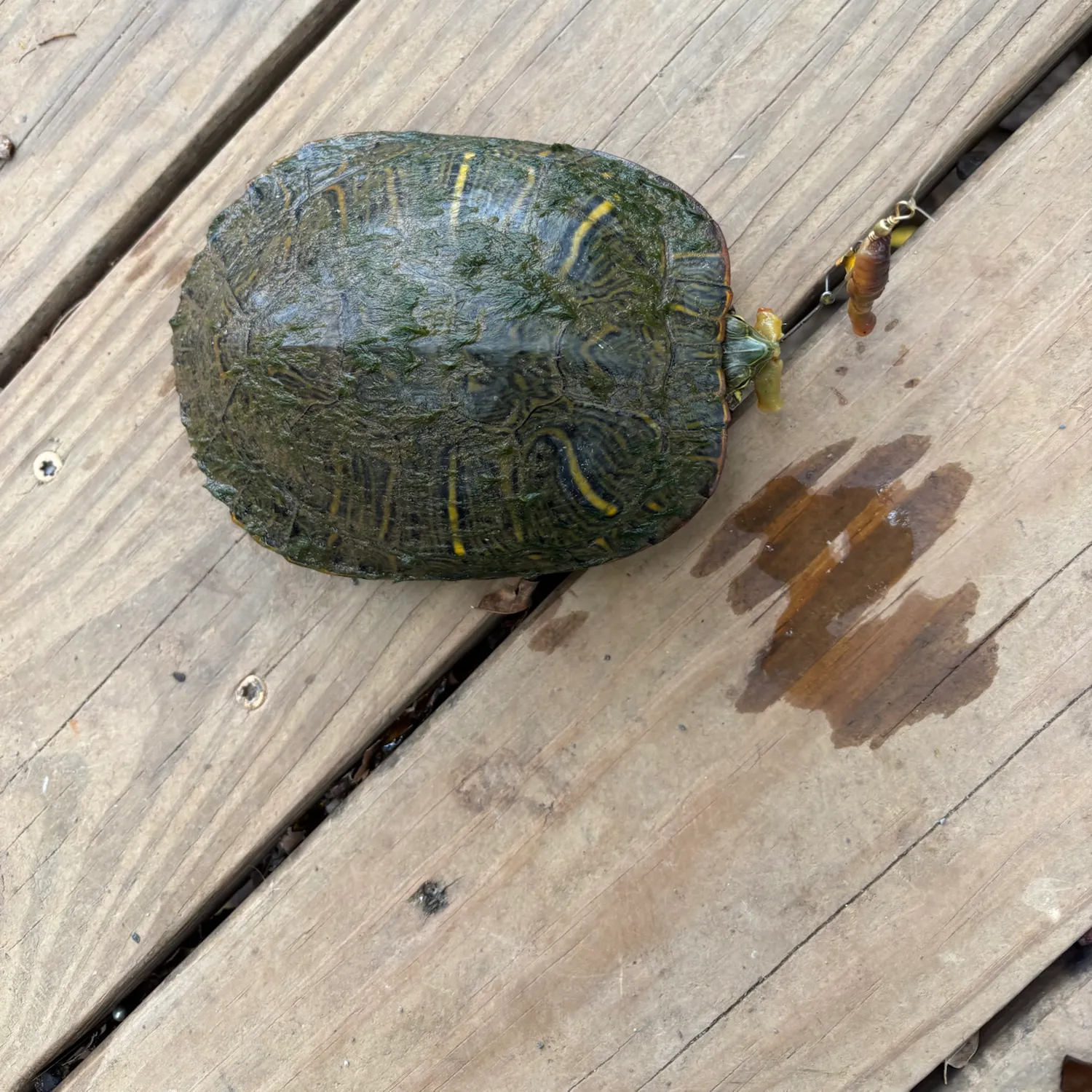 Pond slider turtle caught on Fishbrain