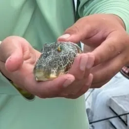 The most recent Spotted green pufferfish catches on Fishbrain