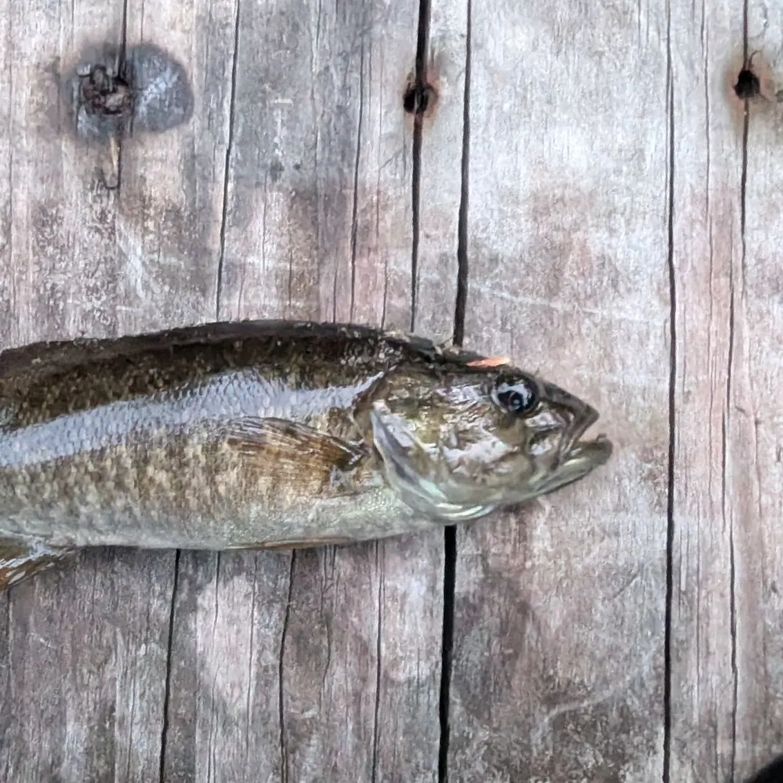 Smallmouth bass caught on Fishbrain
