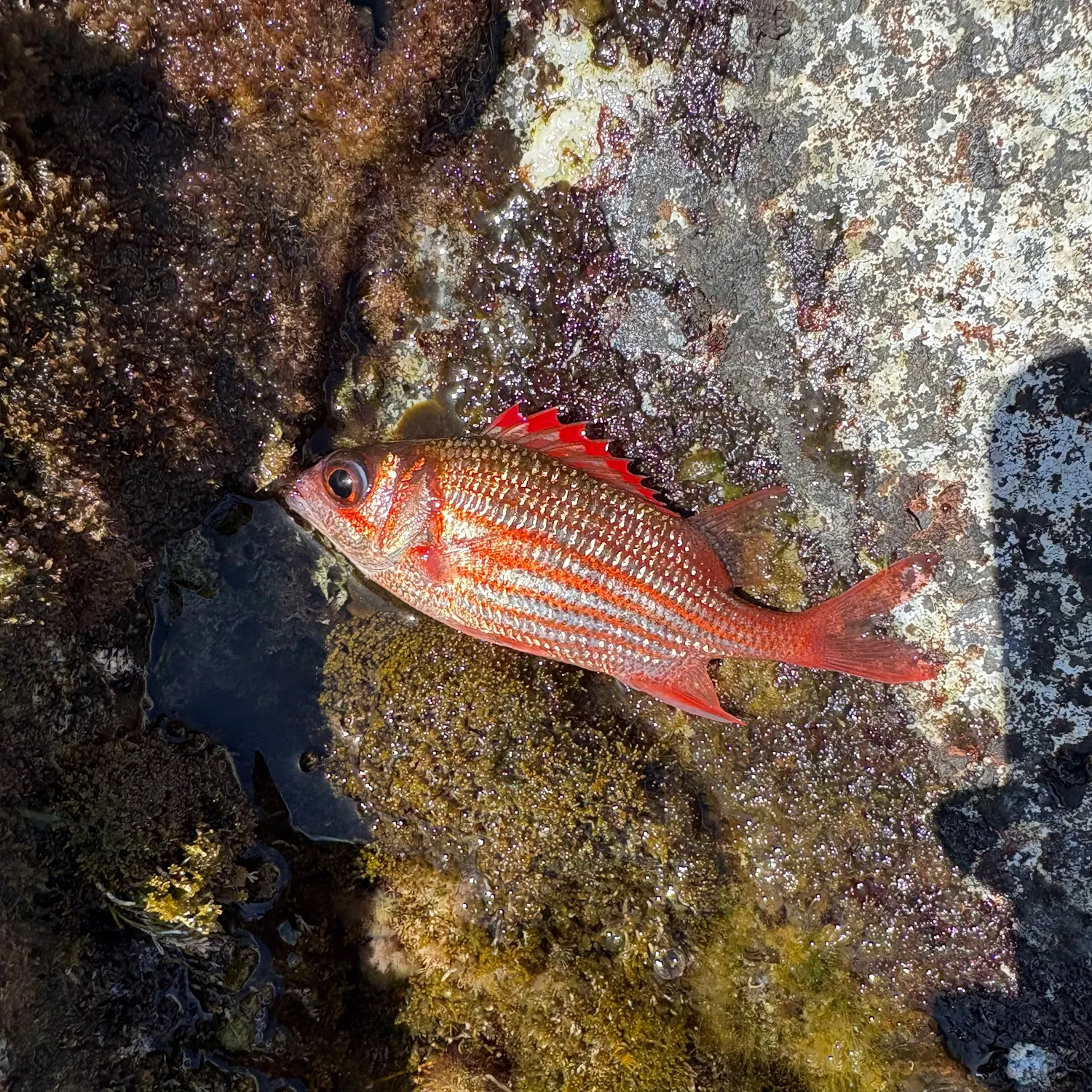 The most recent Small red scorpionfish catches on Fishbrain