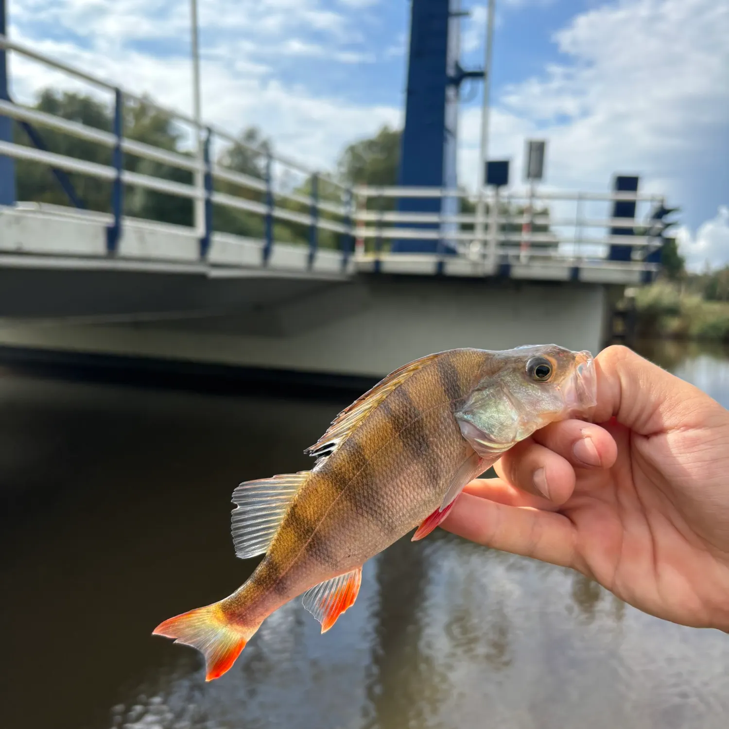 European perch caught on Fishbrain