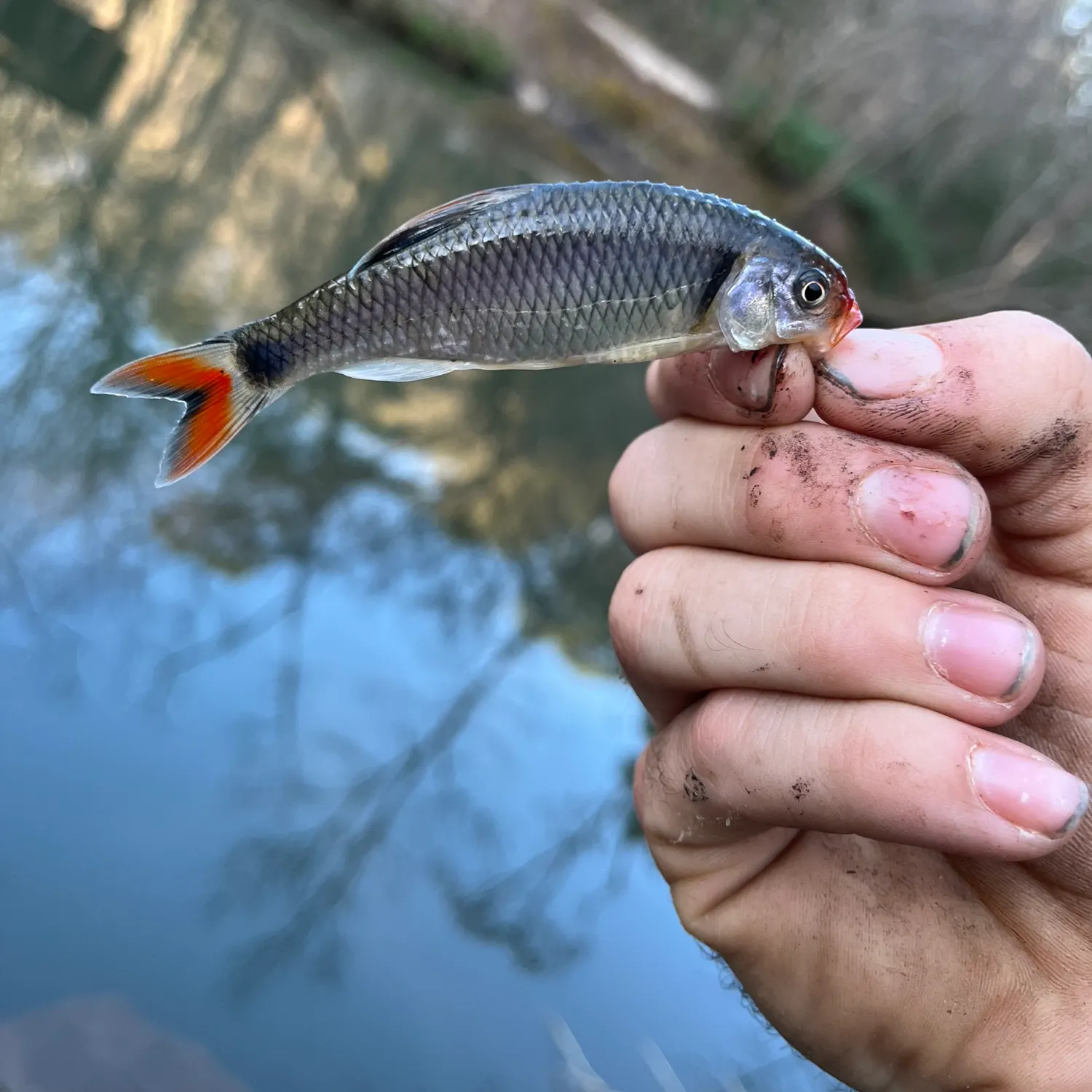The most recent Fieryblack shiner catches on Fishbrain