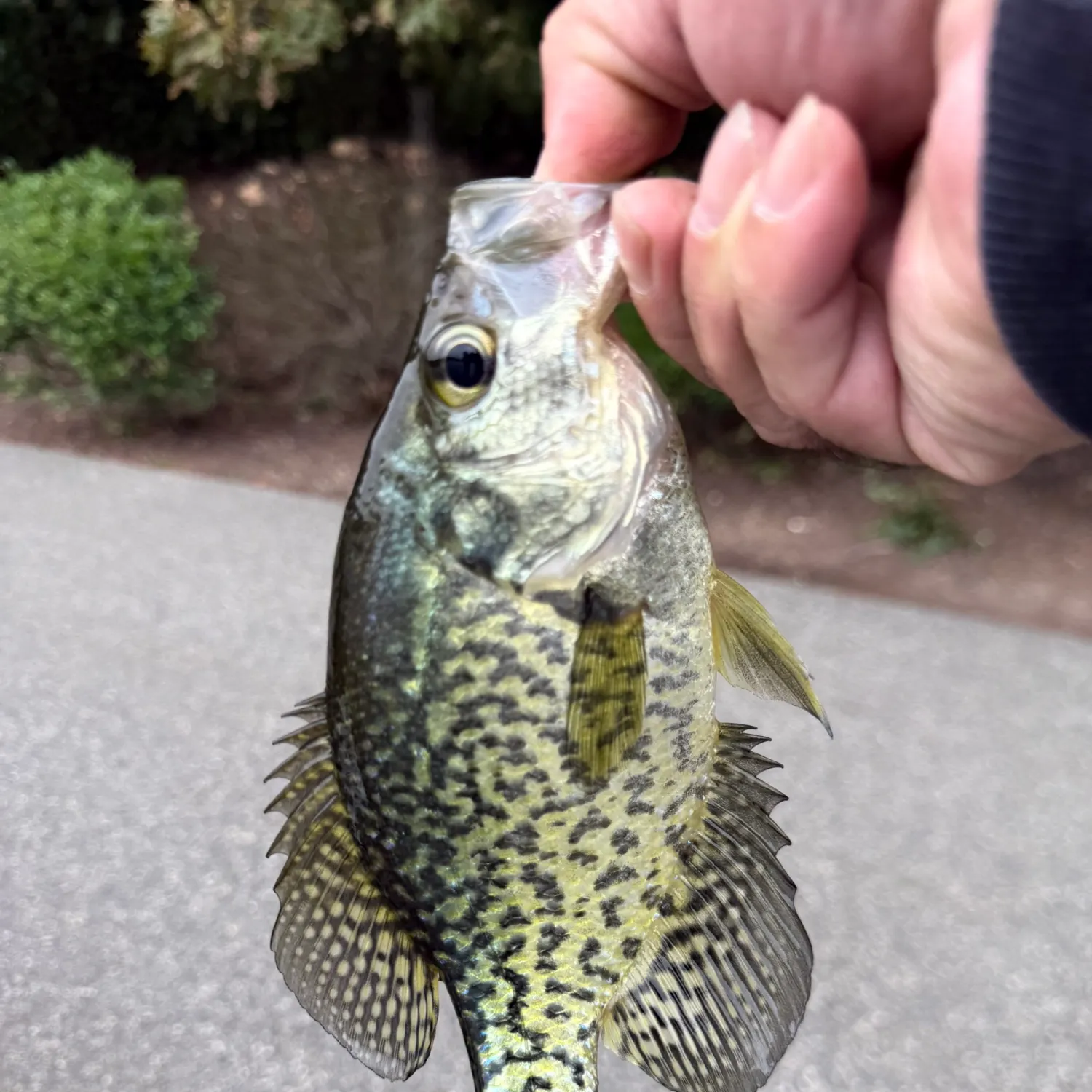 Black crappie caught on Fishbrain