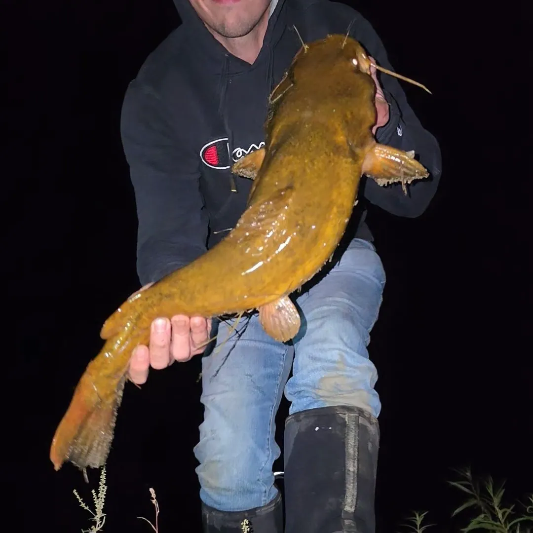 Flathead catfish caught on Fishbrain