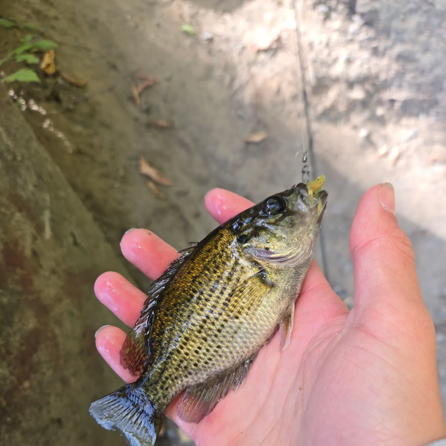 Rock bass caught on Fishbrain