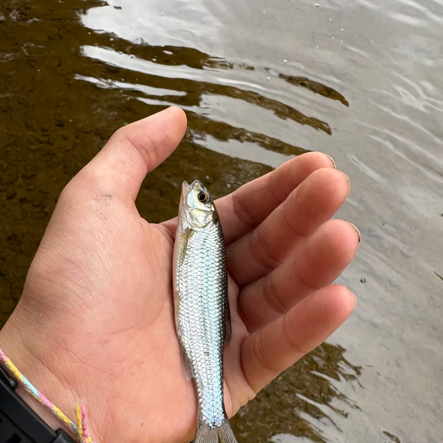Fallfish caught on Fishbrain