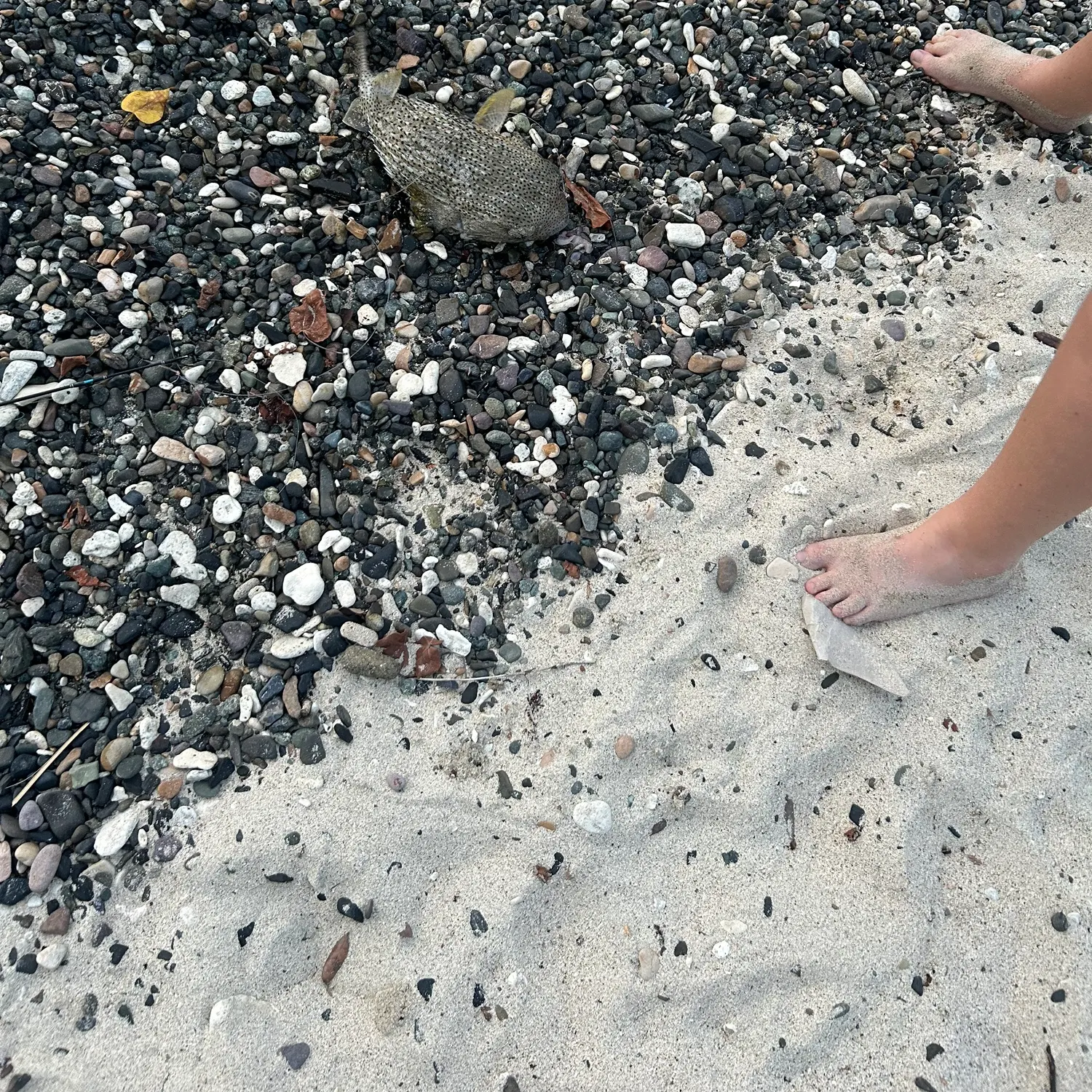 The most recent Spot-fin porcupinefish catches on Fishbrain
