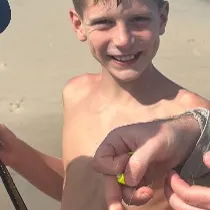 The most recent Atlantic horseshoe crab catches on Fishbrain