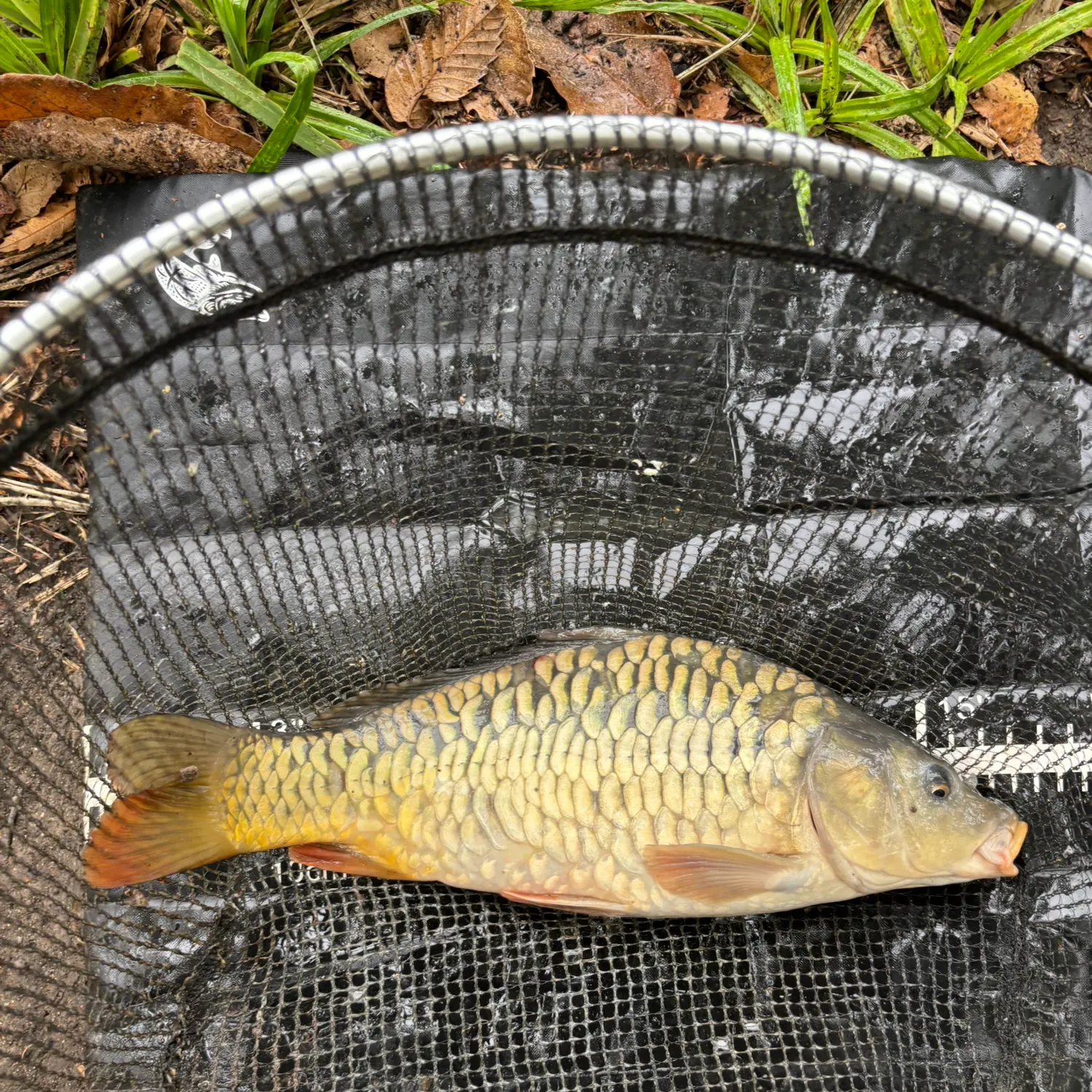 Mirror carp caught on Fishbrain