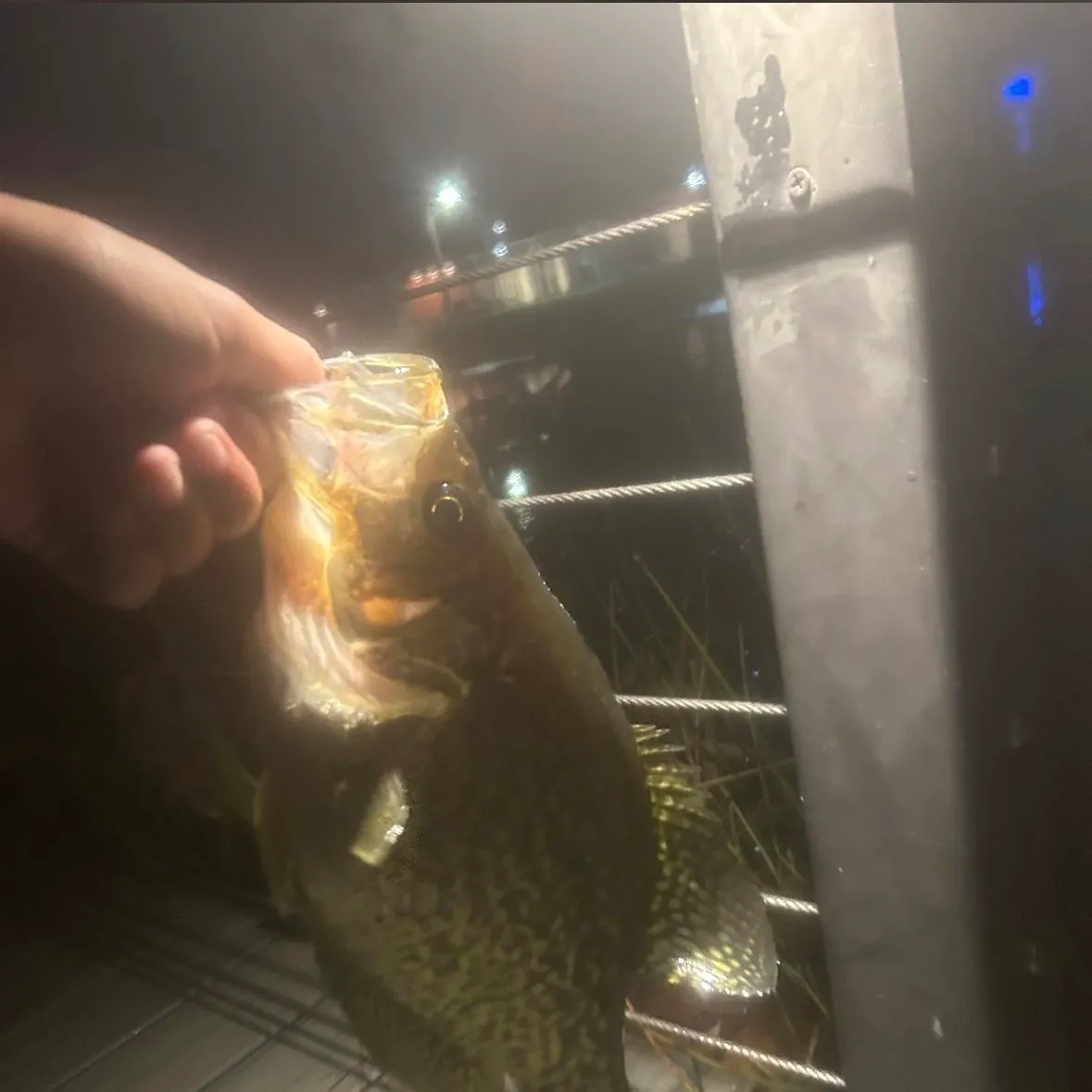 Black crappie caught on Fishbrain