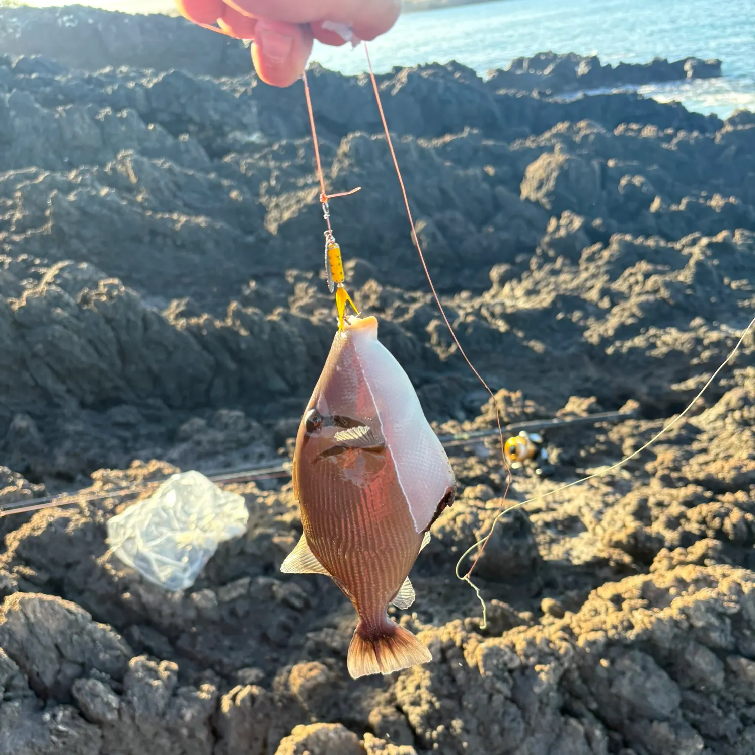 The most popular recent Picasso triggerfish catch on Fishbrain