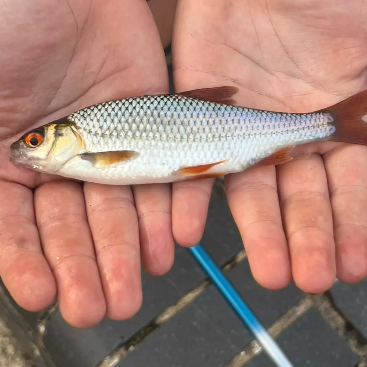 Common roach caught on Fishbrain
