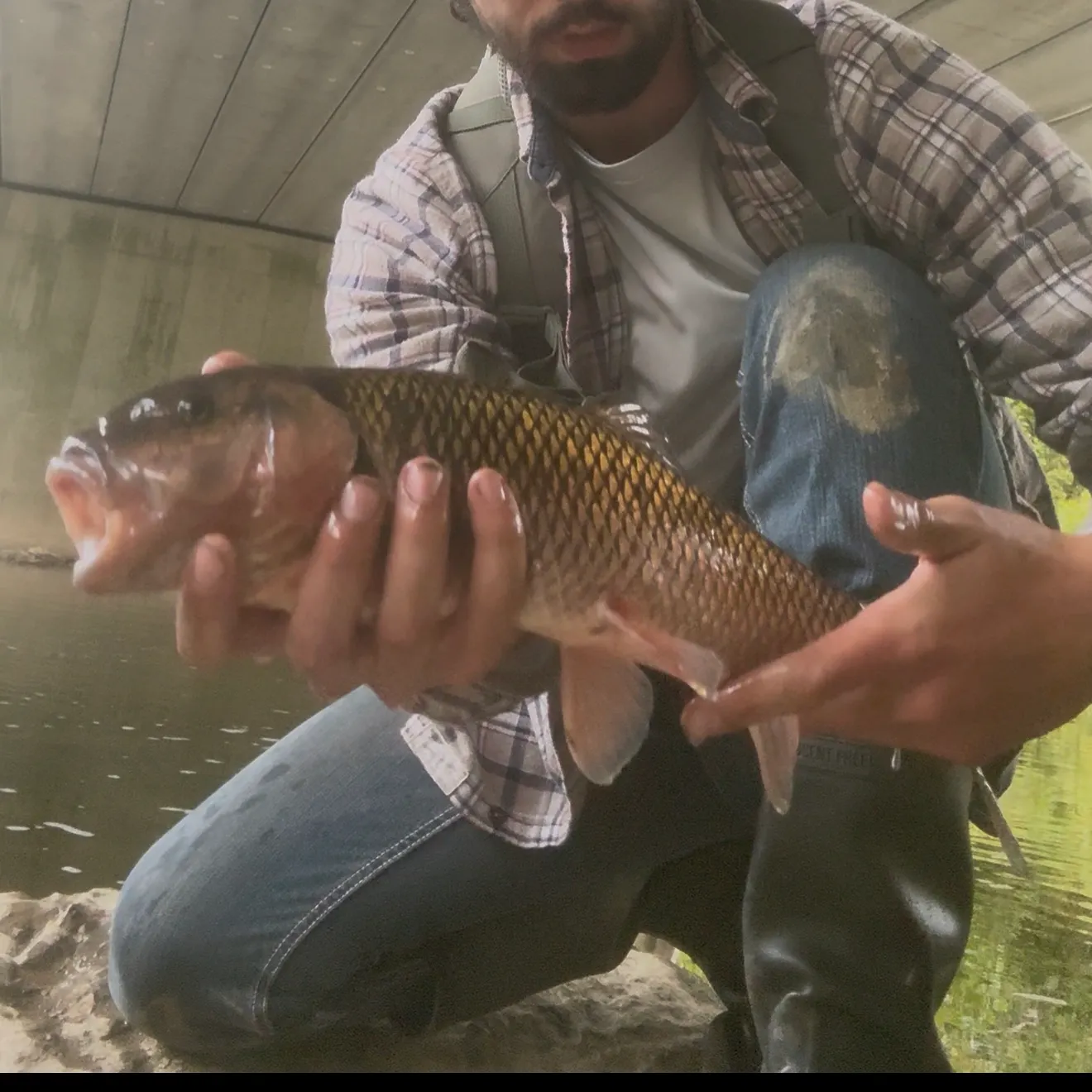 Fallfish caught on Fishbrain