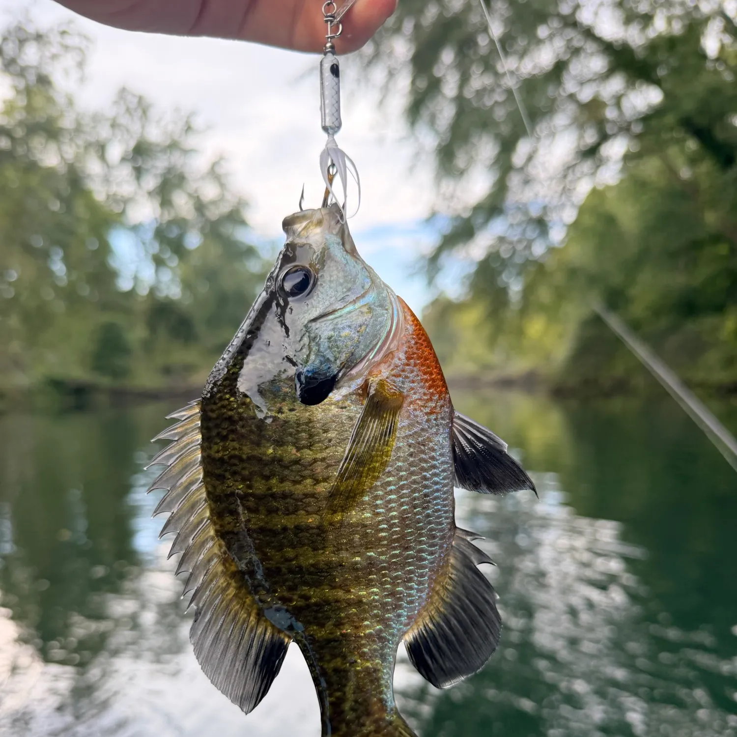 Bluegill caught on Fishbrain
